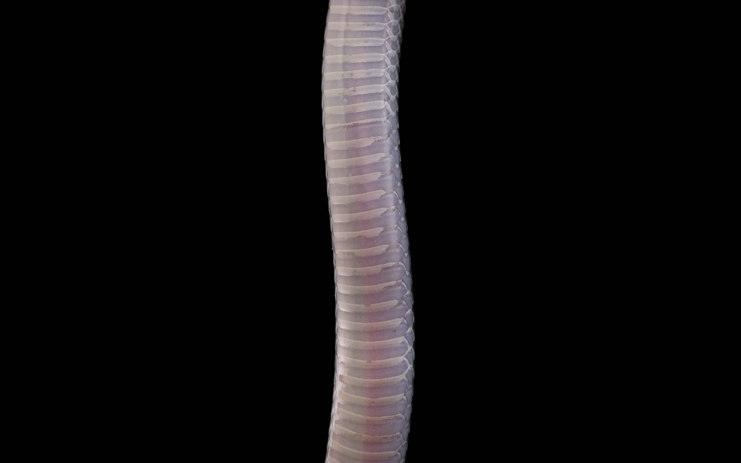 Pink Headed Reed Snake - Calamaria schlegeli