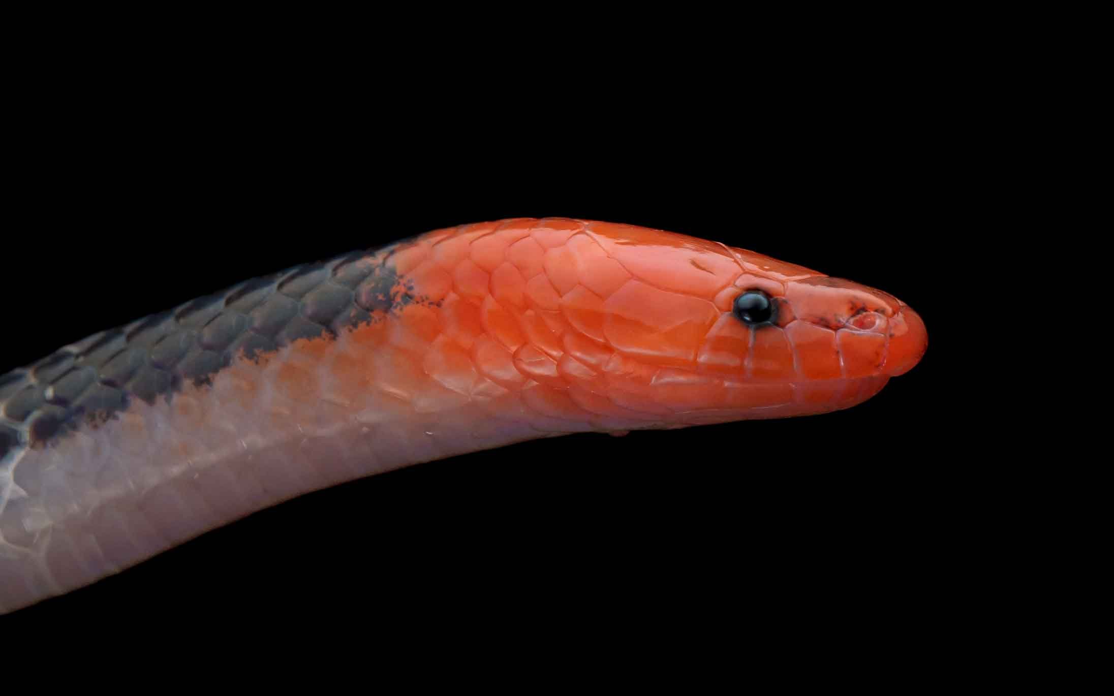 Pink Headed Reed Snake - Calamaria schlegeli