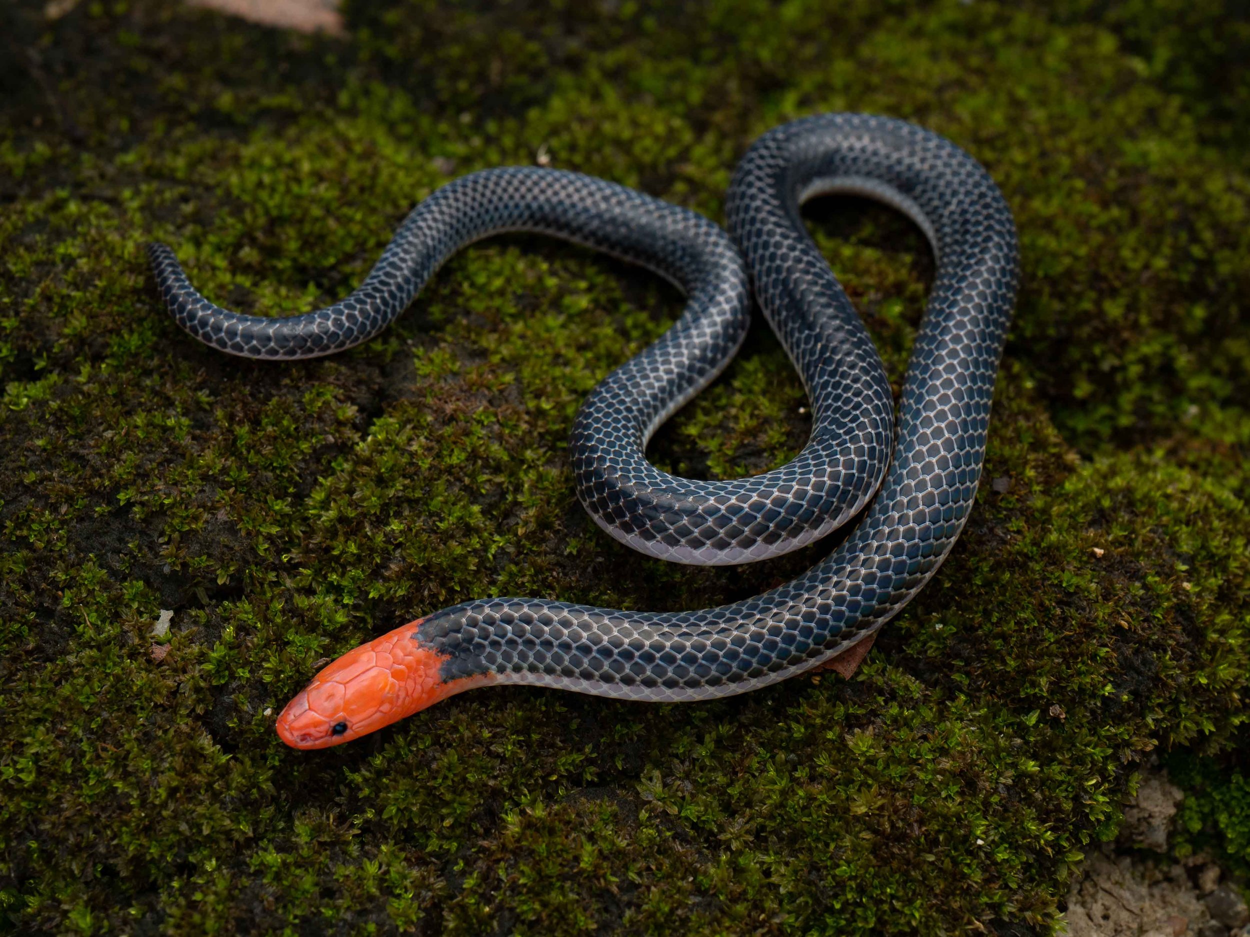 REED SNAKE - PINK HEADED