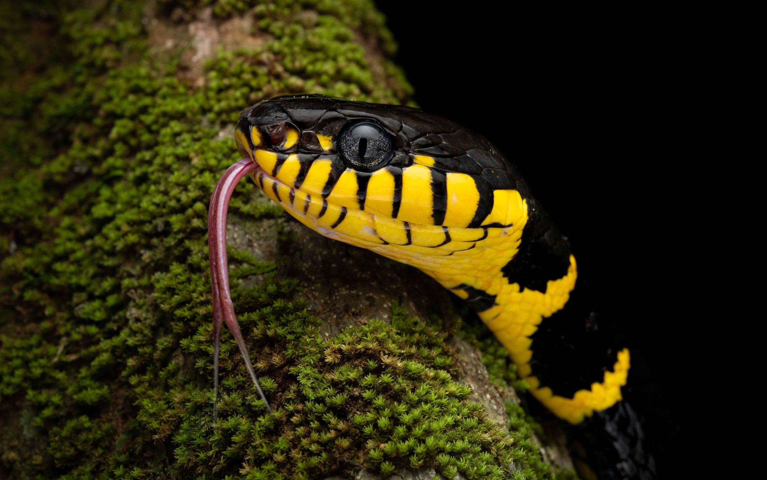 Mangrove Cat Snake - Gold Ringed Cat Snake - Boiga melanota