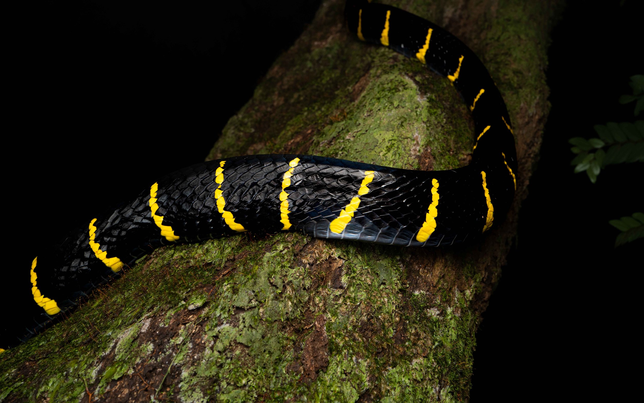 Mangrove Cat Snake - Gold Ringed Cat Snake - Boiga melanota