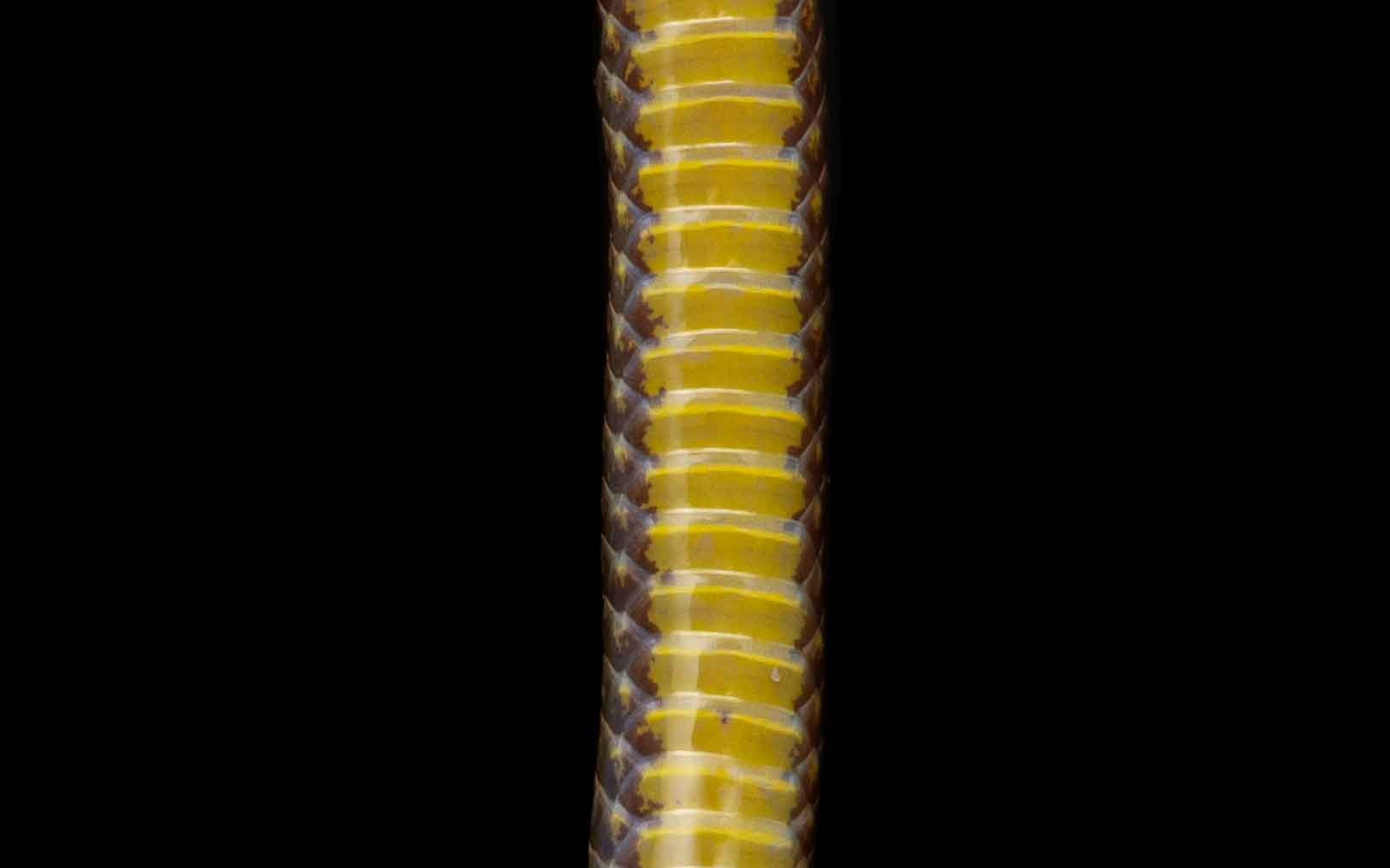 Gimlett's Reed Snake - Calamaria gimletti