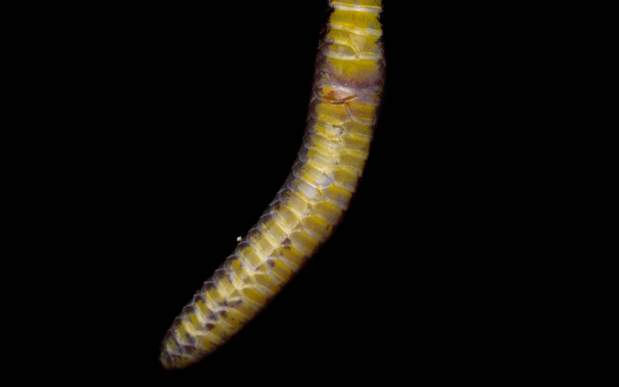 Gimlett's Reed Snake - Calamaria gimletti