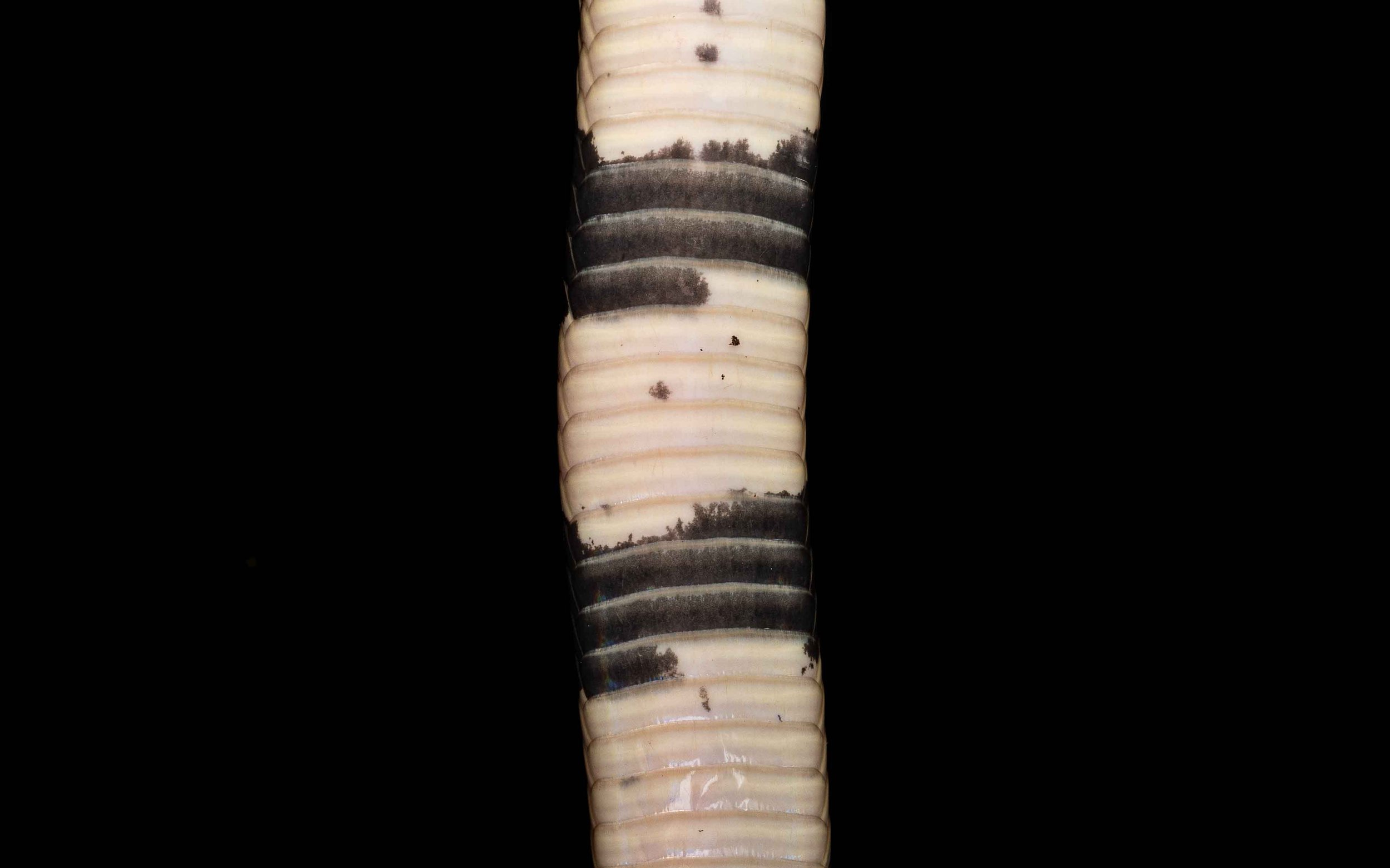Banded Krait - Bungarus fasciatus