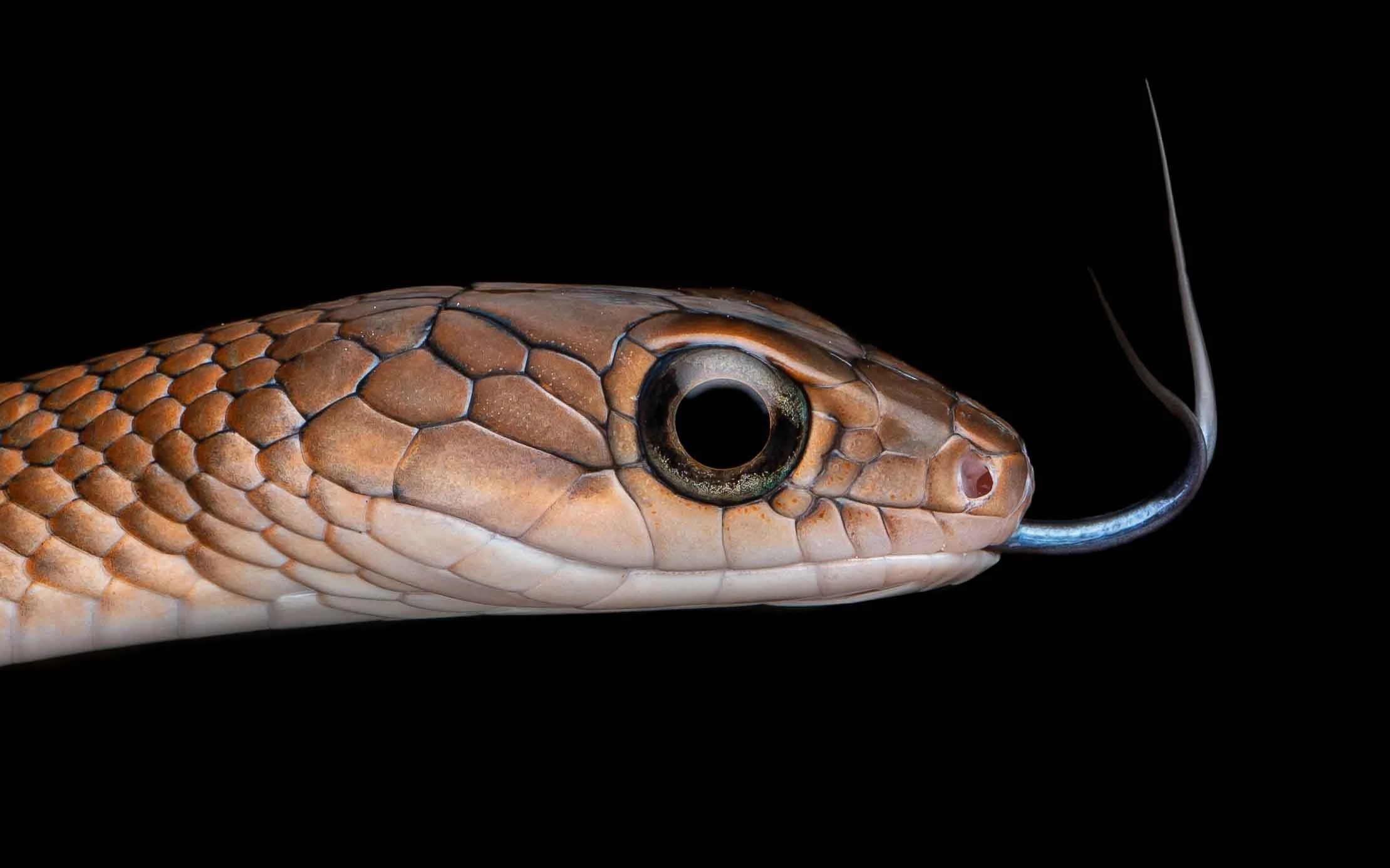 White-bellied Rat Snake - Ptyas fusca-3.jpg