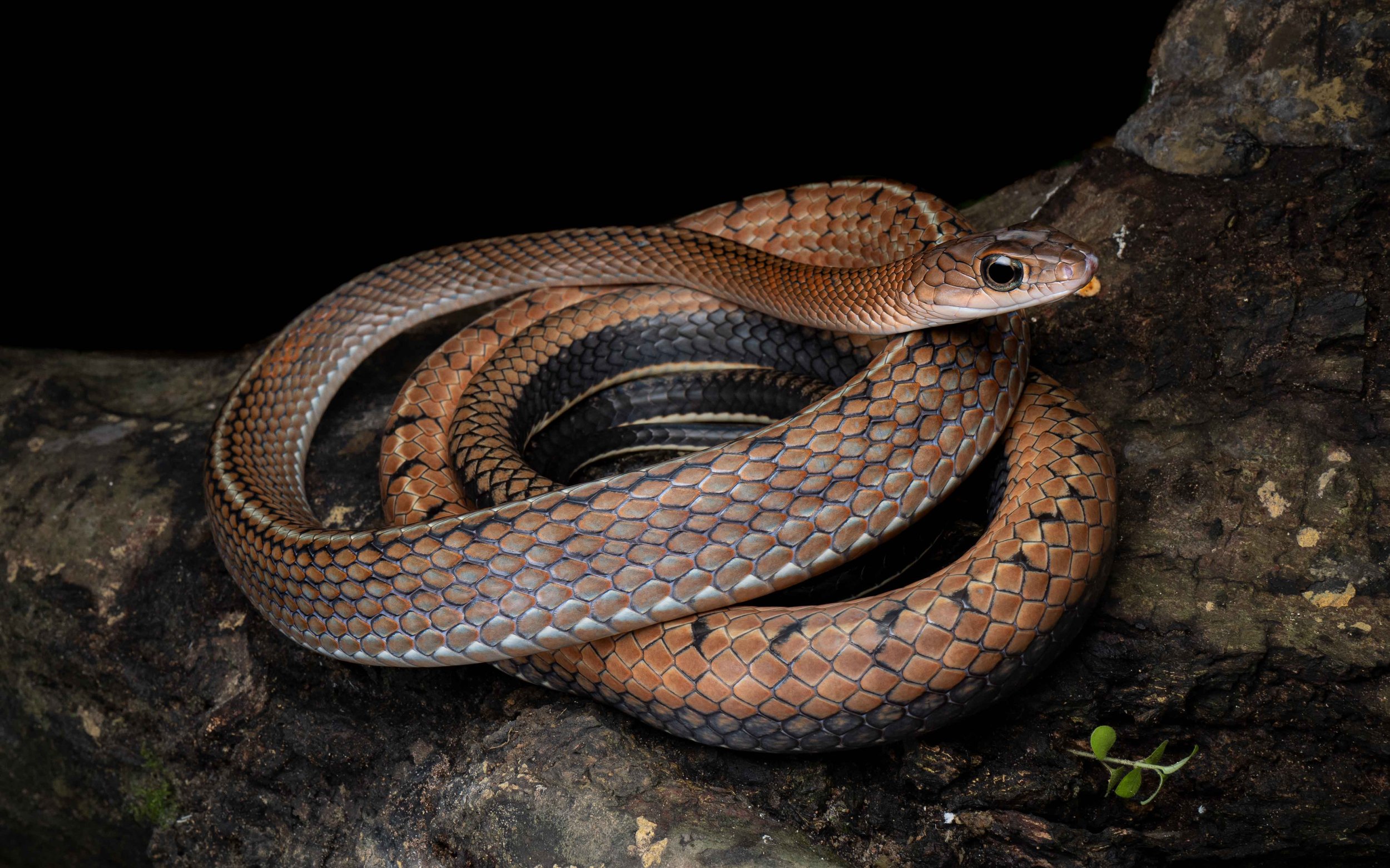 White-bellied Rat Snake - Ptyas fusca