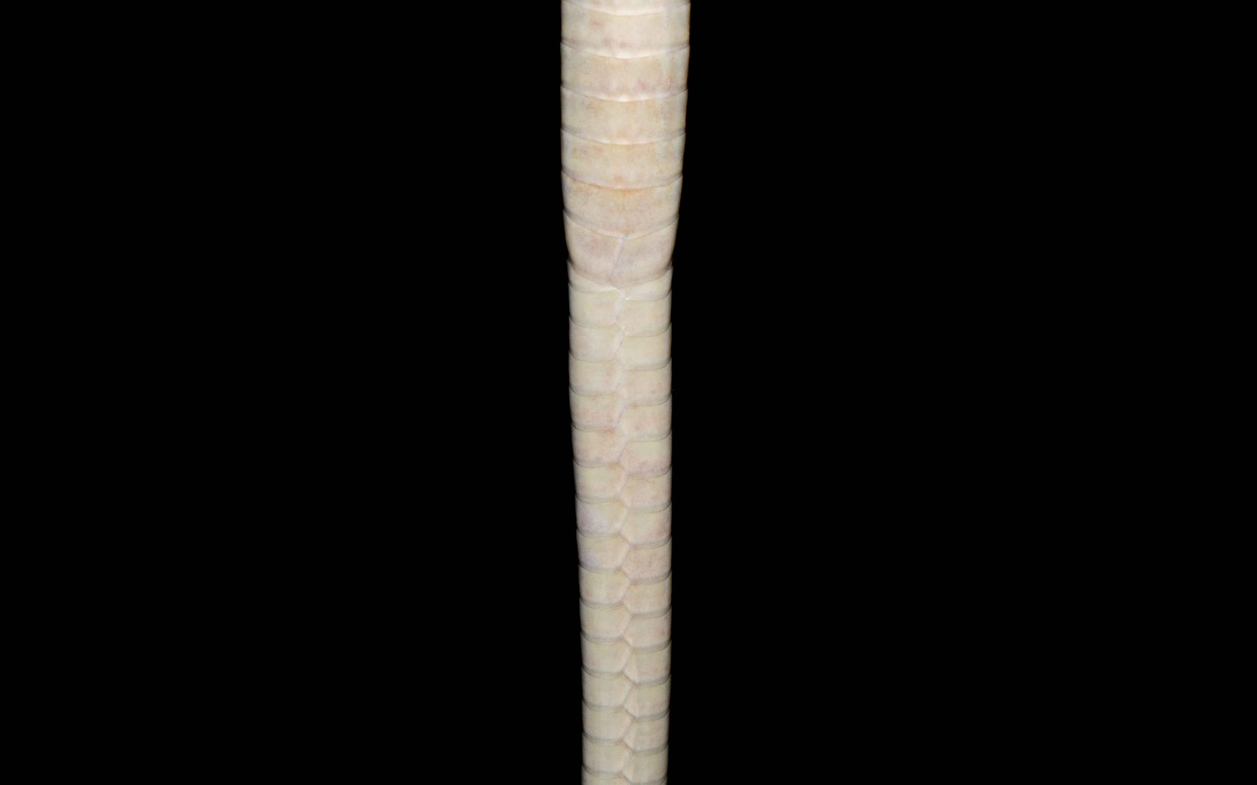 White-bellied Rat Snake - Ptyas fusca