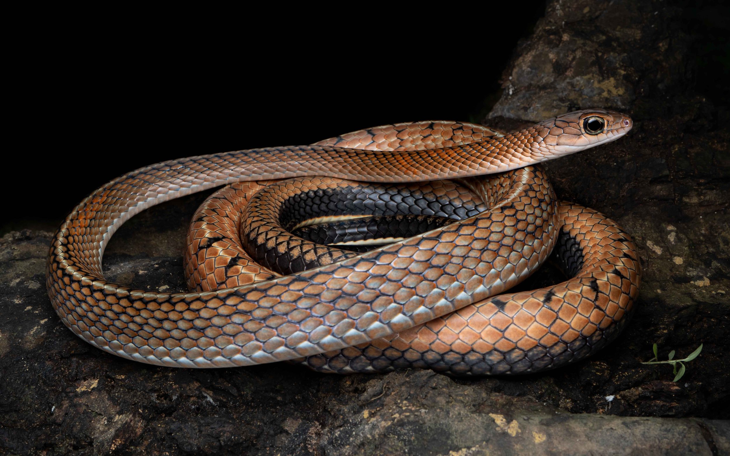 White-bellied Rat Snake - Ptyas fusca
