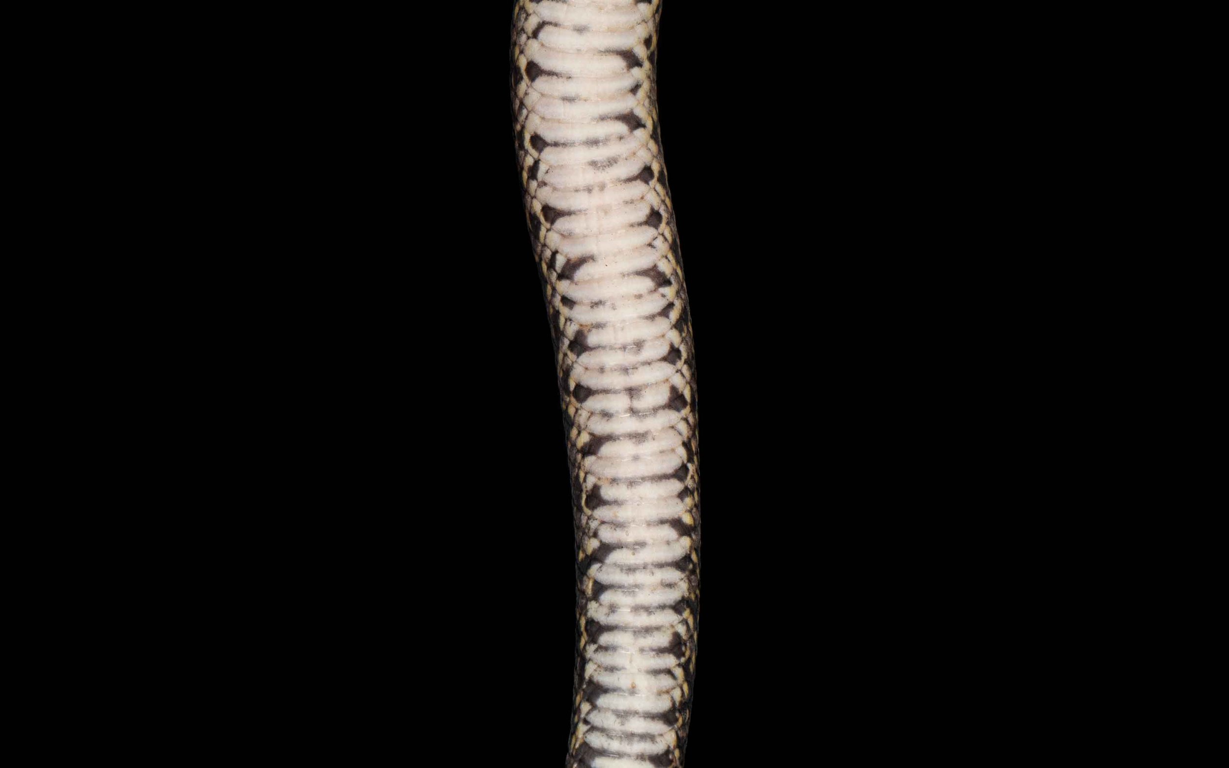 Puff-faced Water Snake - Homalopsis buccata