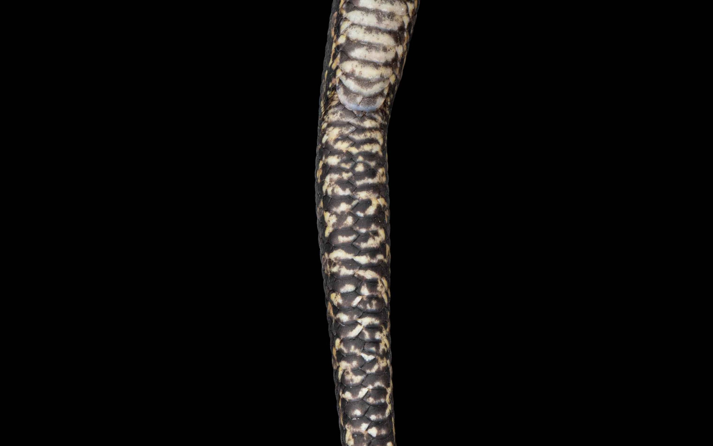 Puff-faced Water Snake - Homalopsis buccata