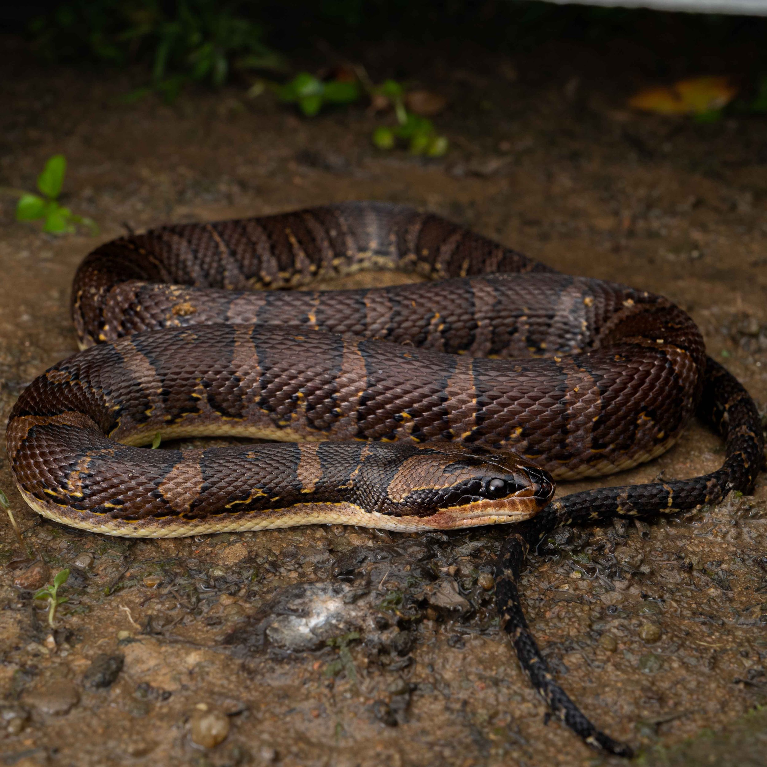 WATER SNAKE - PUFF-FACED