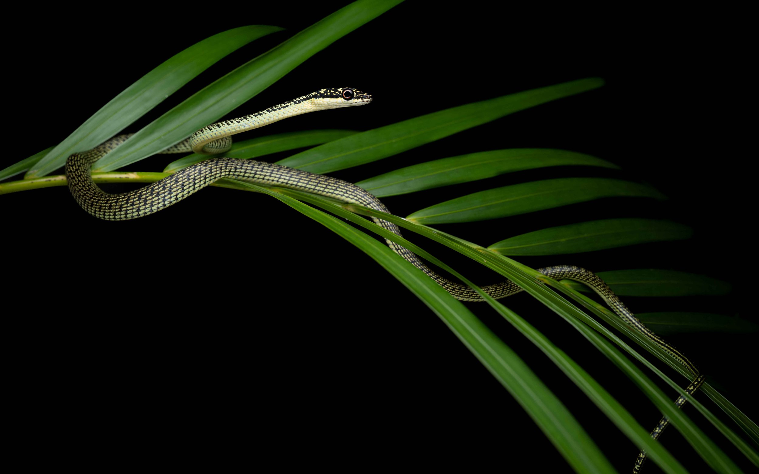 Ornate flying snake - Golden Tree snake - Chrysopelea ornata