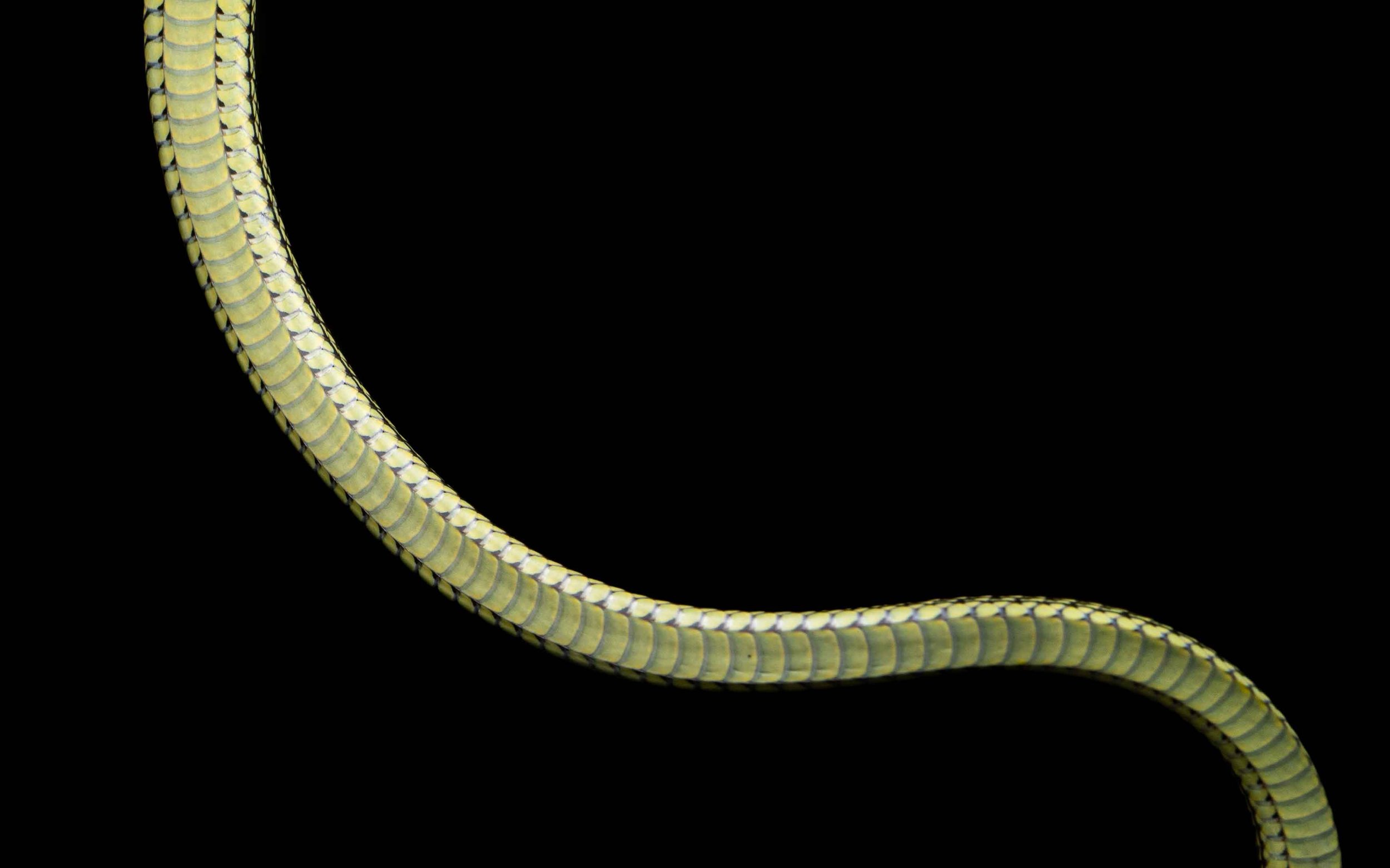 Ornate flying snake - Golden Tree snake - Chrysopelea ornata