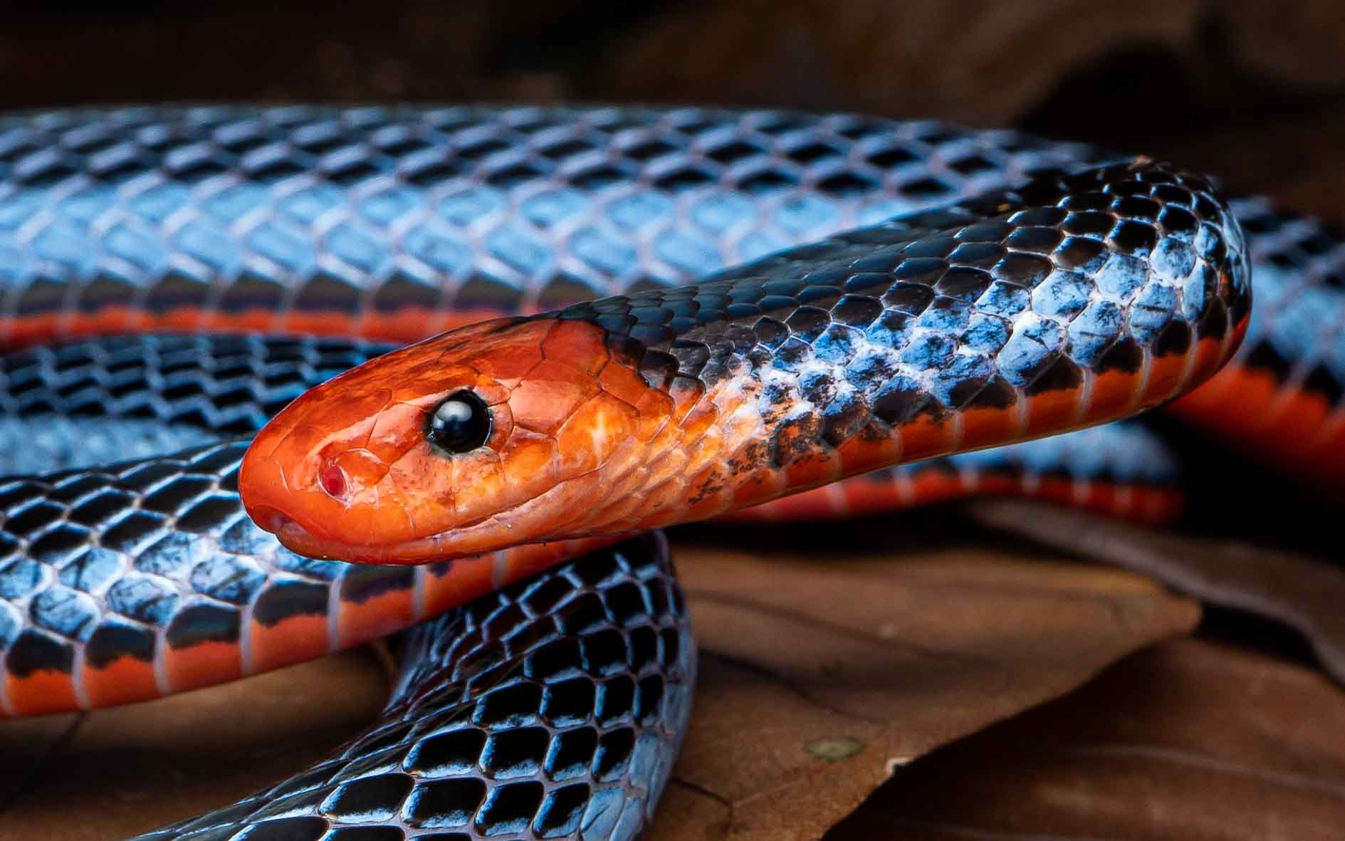 Malayan Blue Coral Snake - Calliophis bivirgatus