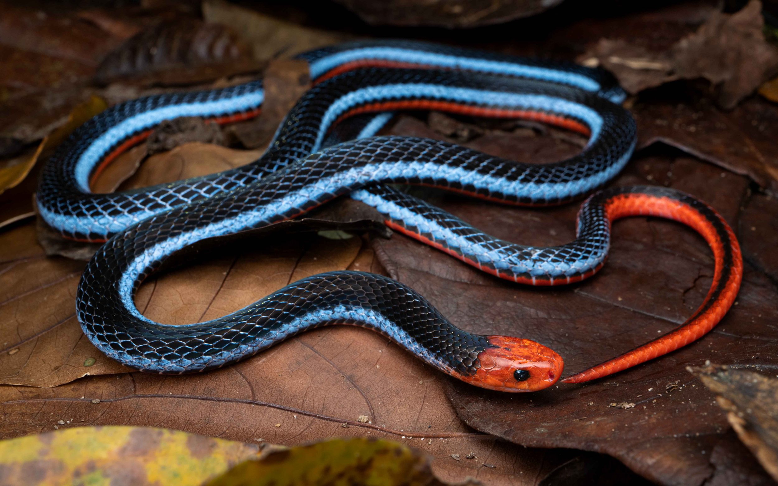 Malayan Blue Coral Snake - Calliophis bivirgatus