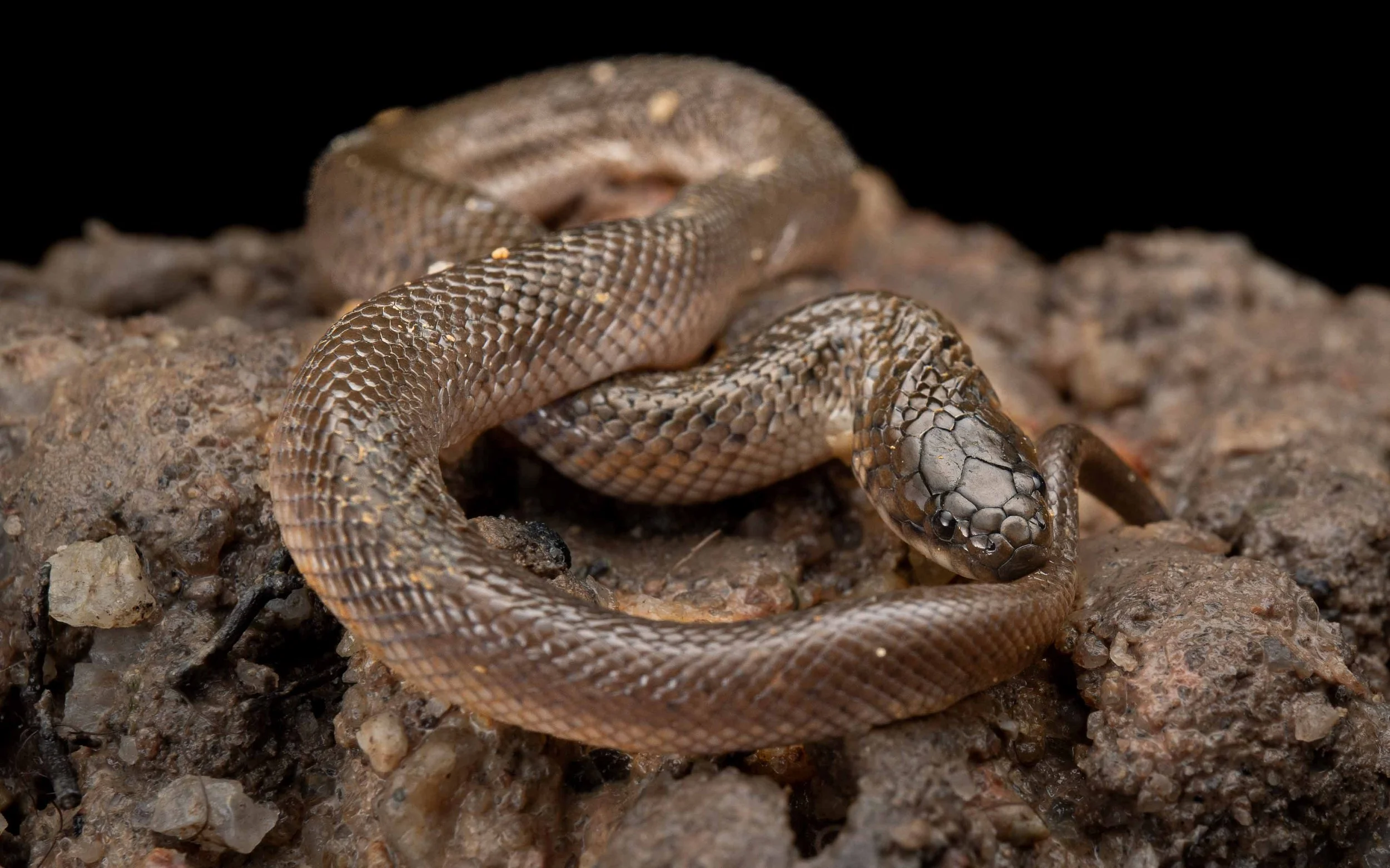 Crab Eating Water Snake - Fordonia leucobalia