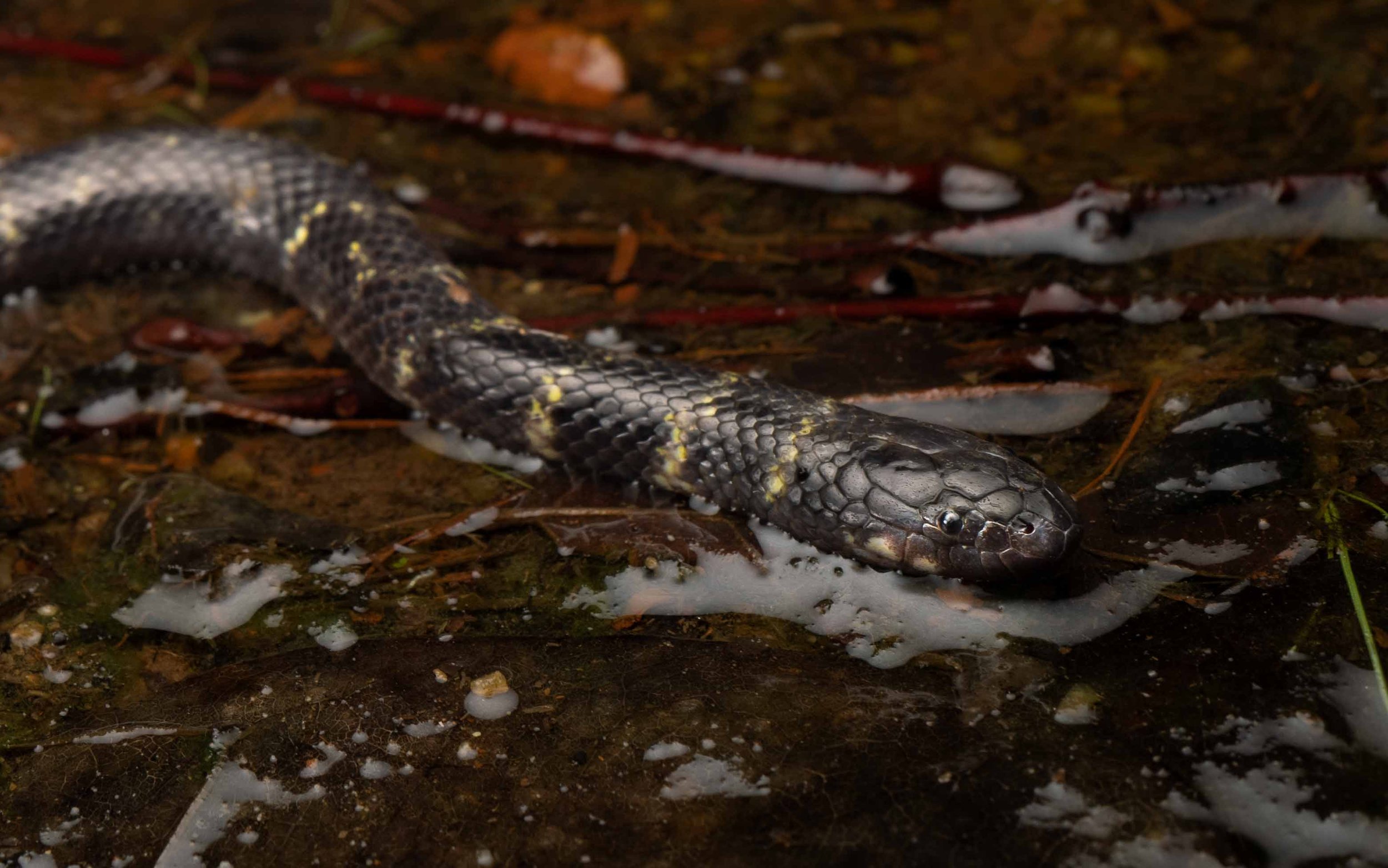 Cantor's Water Snake - Cantoria violacea