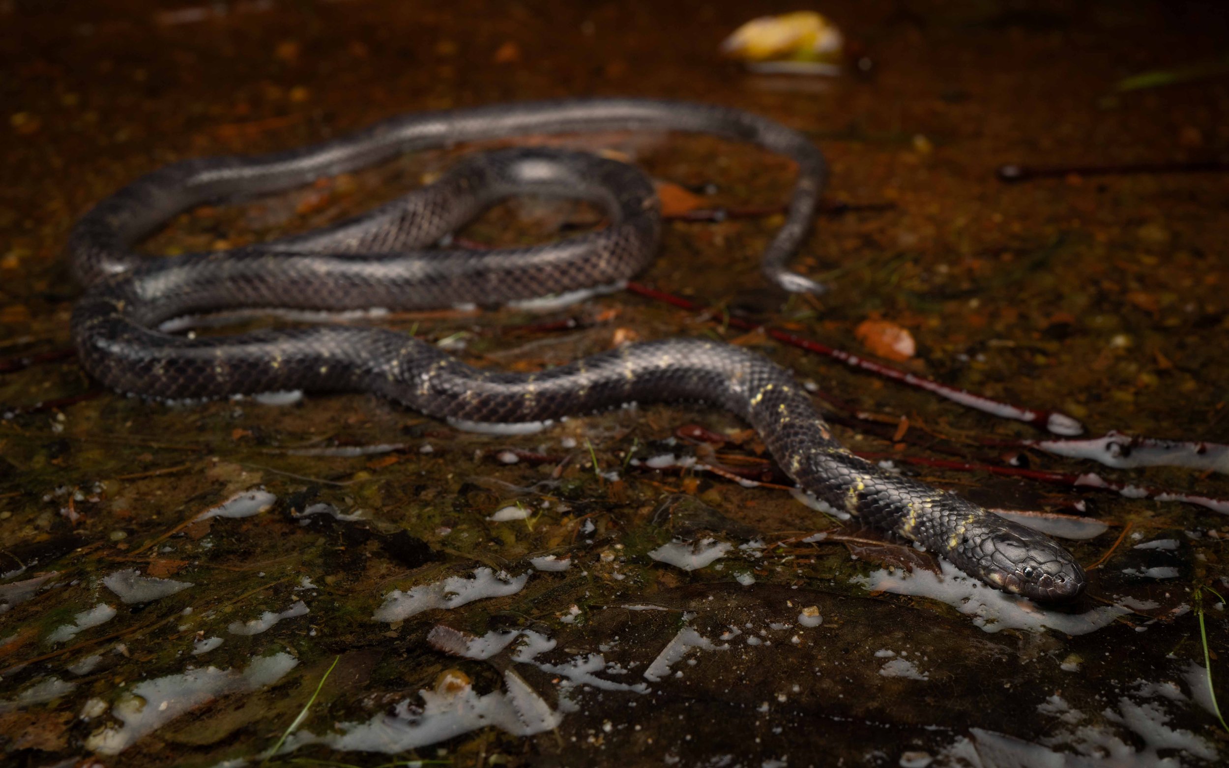 Cantor's Water Snake - Cantoria violacea