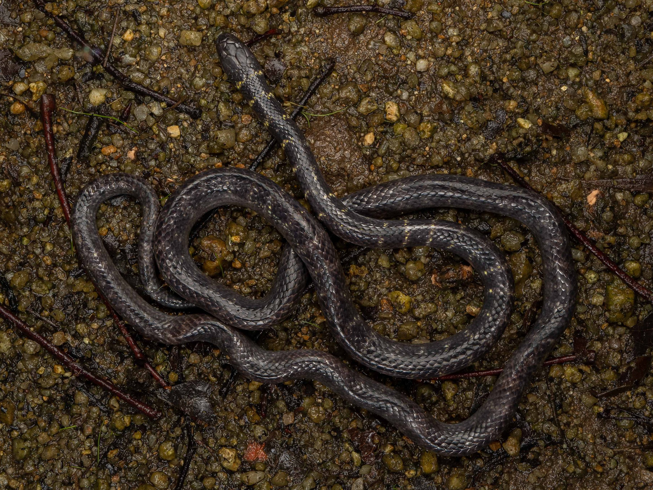 Cantor's Water Snake - Cantoria violacea