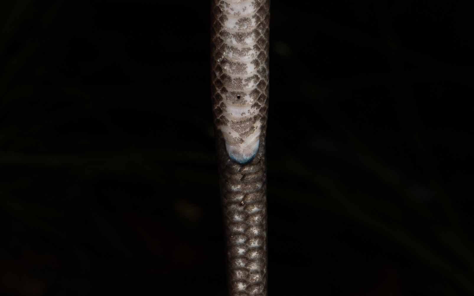 Cantor's Water Snake - Cantoria violacea