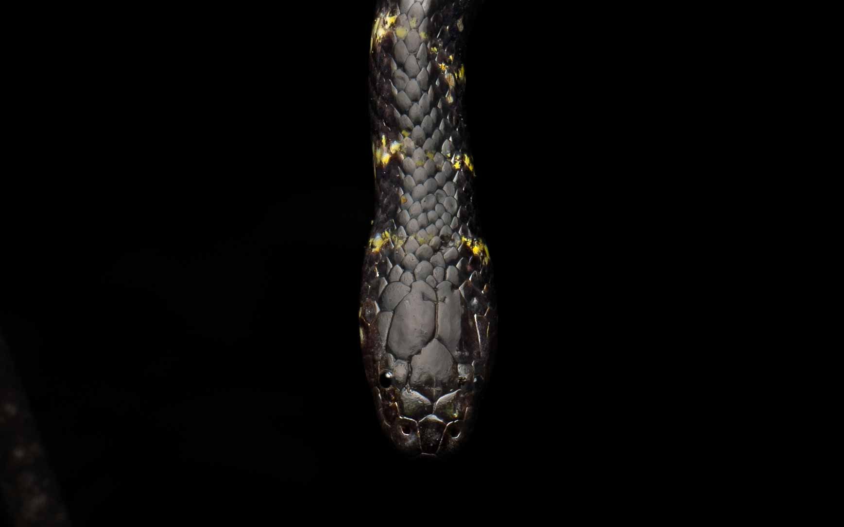 Cantor's Water Snake - Cantoria violacea