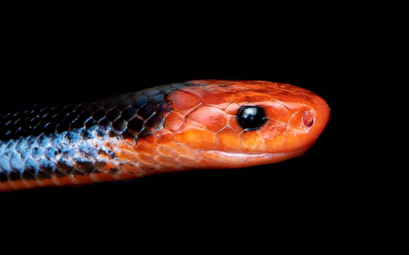 Malayan Blue Coral Snake - Calliophis bivirgatus