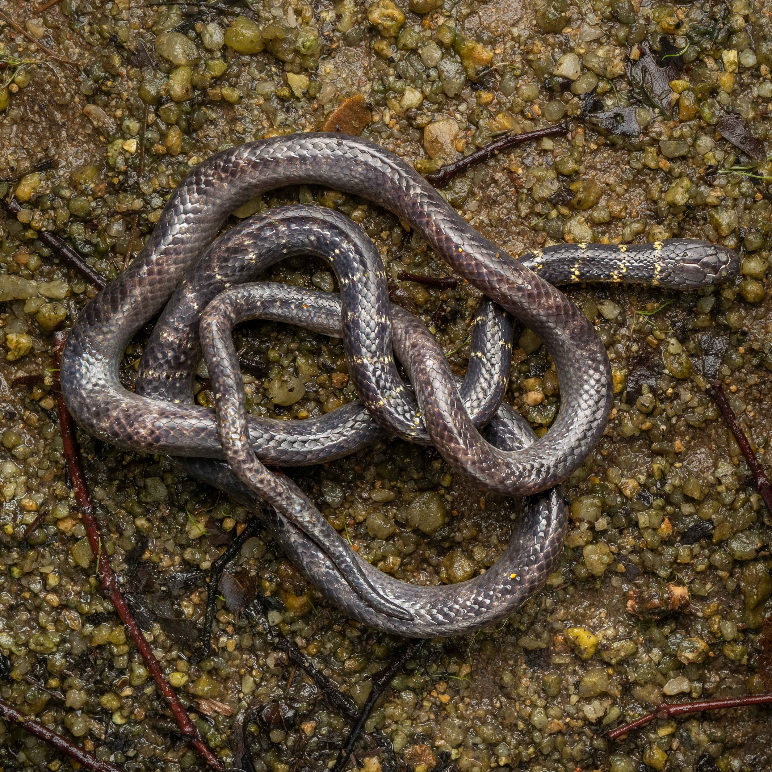 WATER SNAKE - CANTOR'S