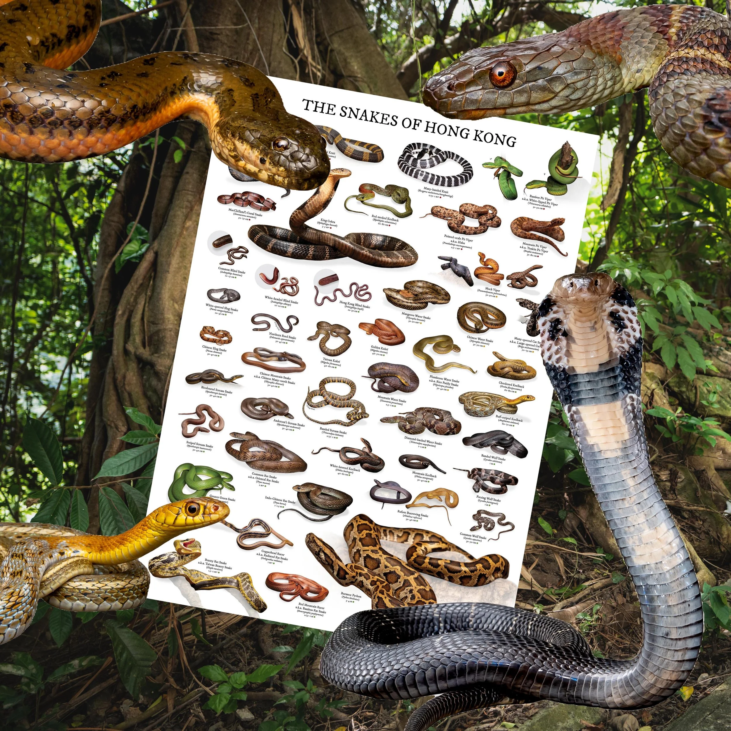Snakes-of-Hong-Kong-Poster.JPEG