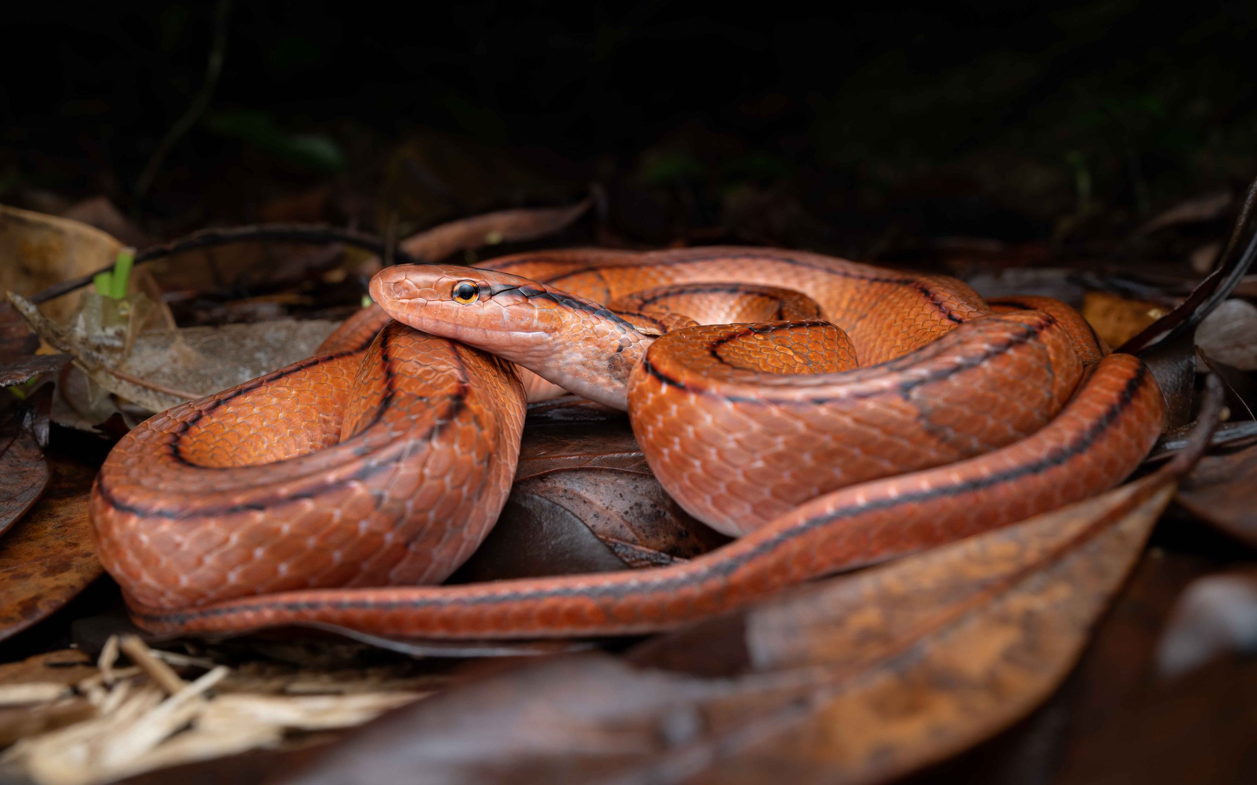 Red Mountain Racer - Oreocryptophis porphyracea nigrofasciata