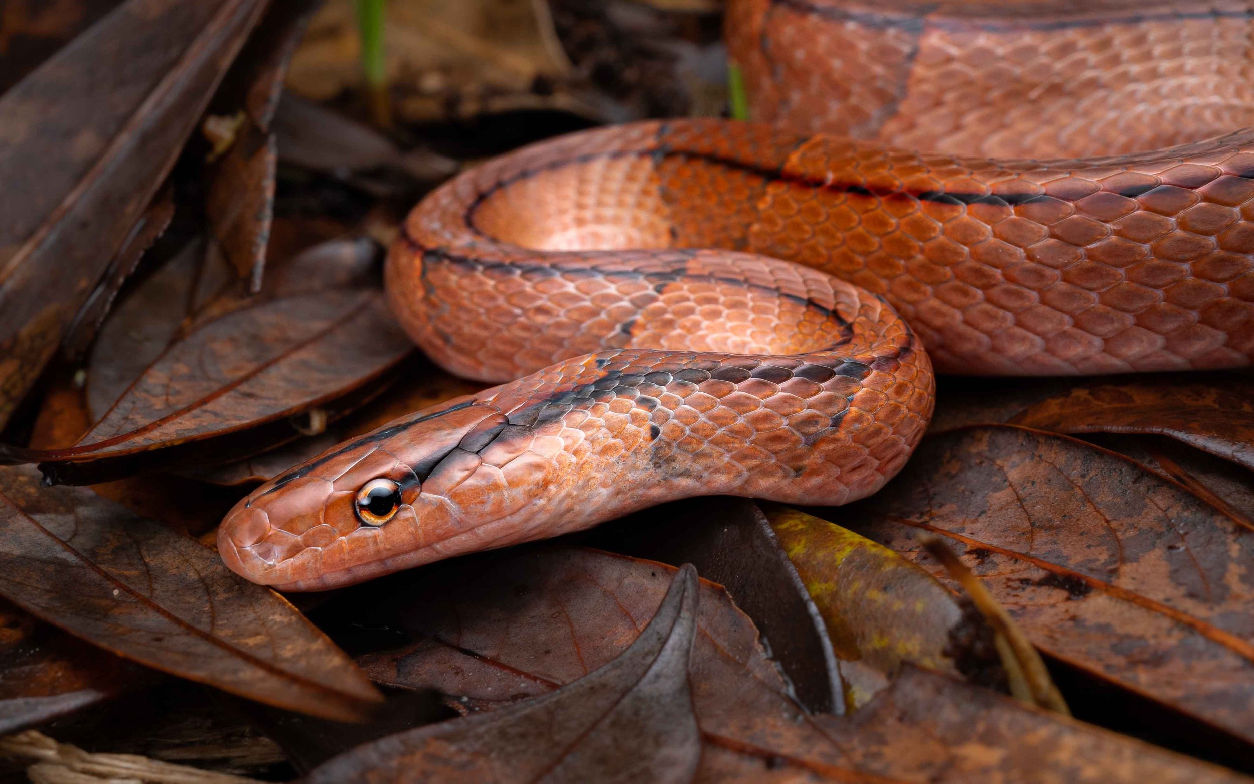 Red Mountain Racer - Oreocryptophis porphyracea nigrofasciata