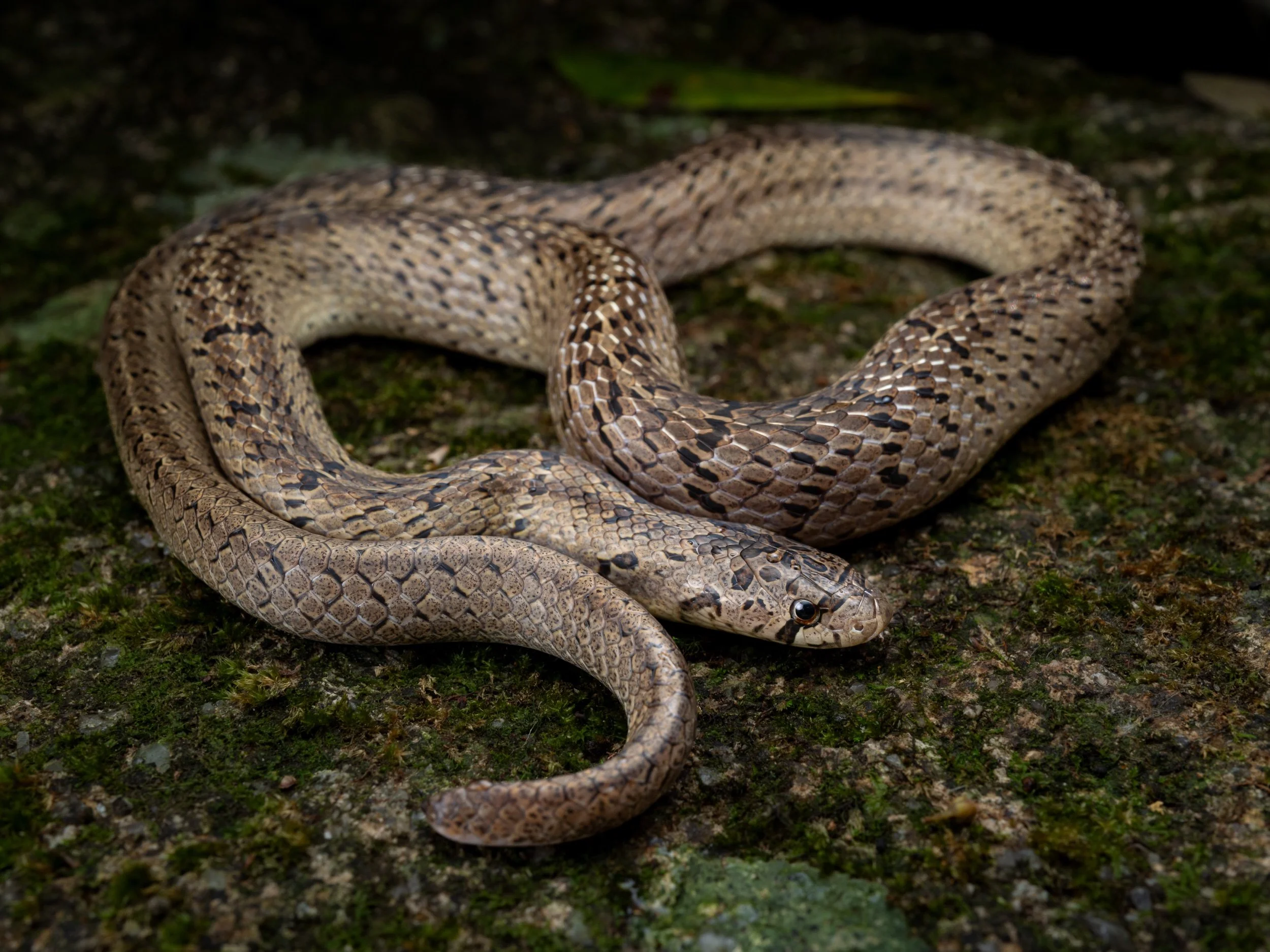 Taiwan kukri - Oligodon formosanus-7.jpeg