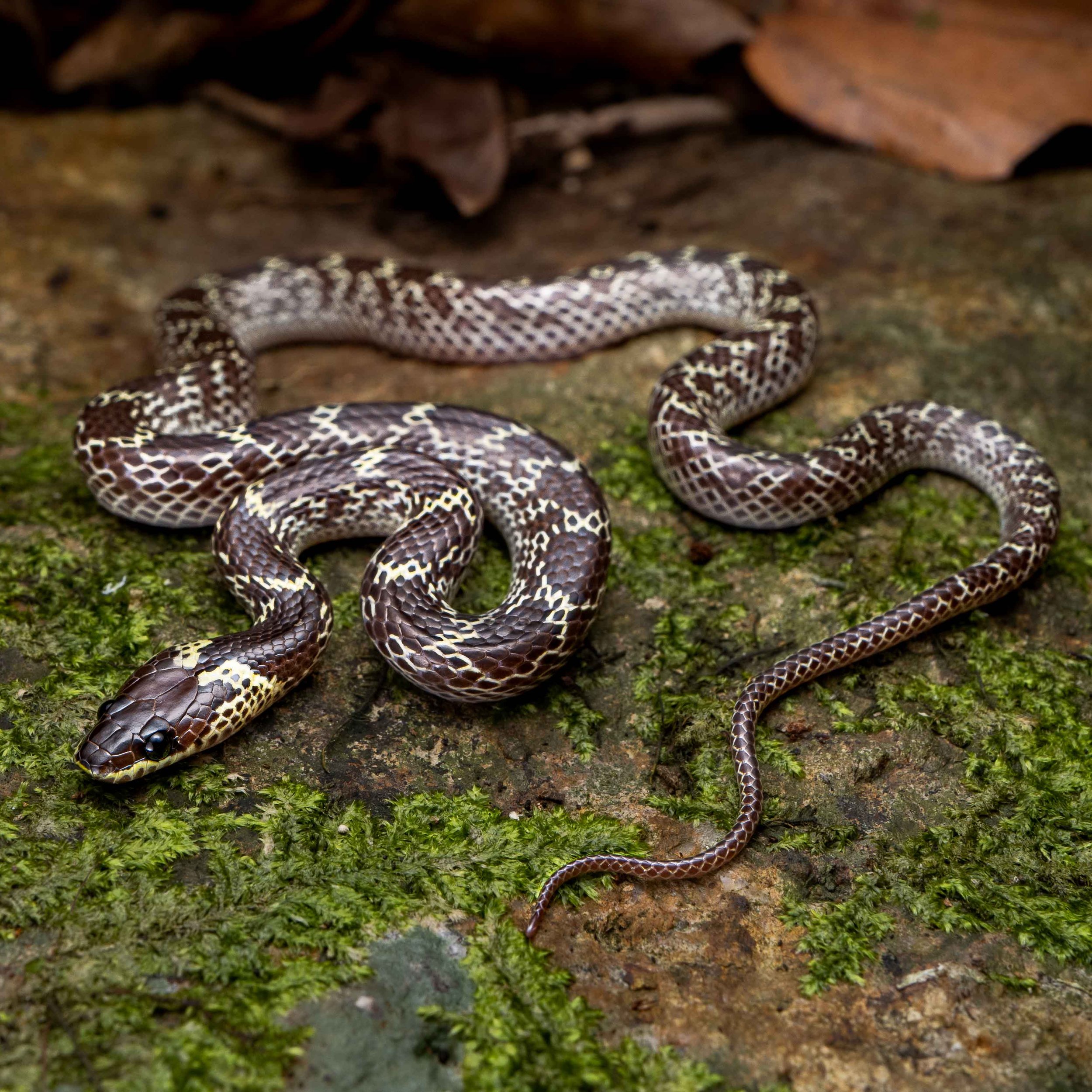 WOLF SNAKE - COMMON