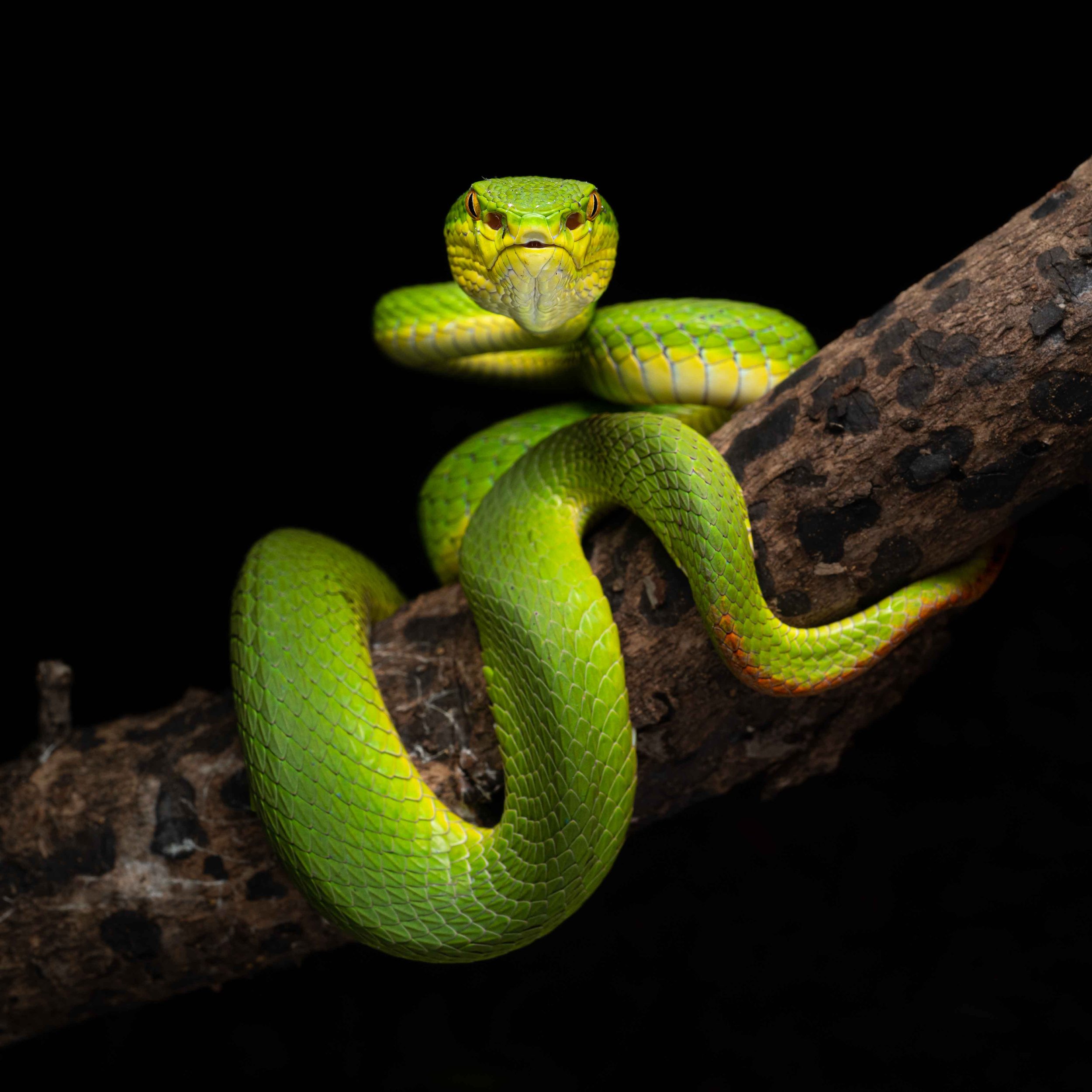 BAMBOO PIT VIPER