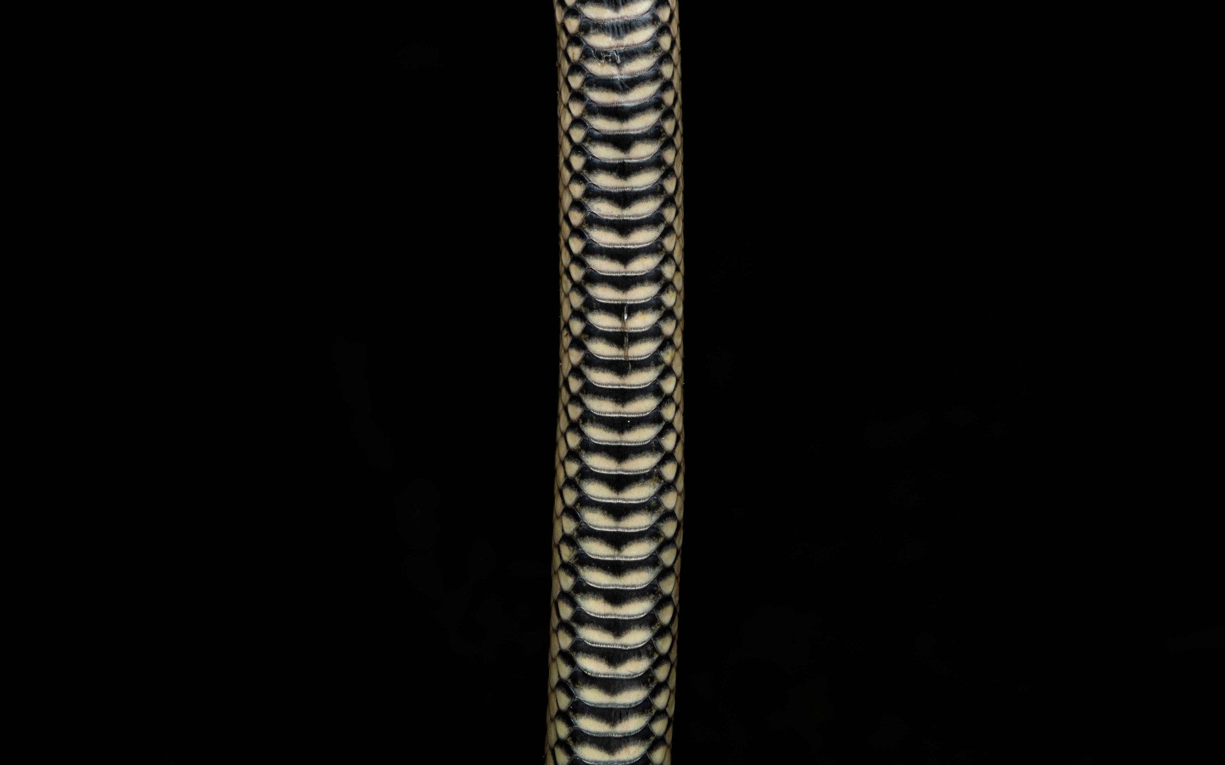 Mangrove Water Snake - Myrrophis bennettii