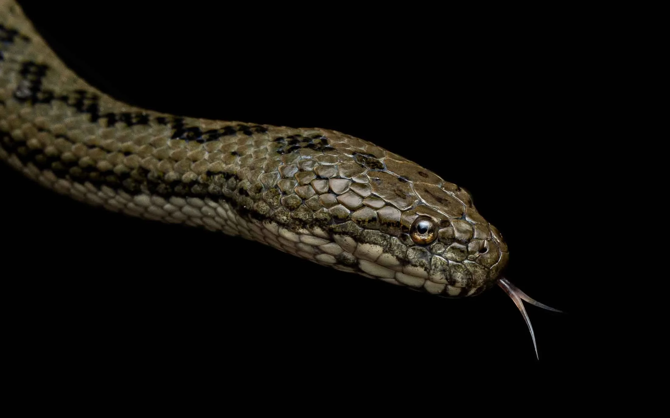 Mangrove Water Snake - Myrrophis bennettii-14.jpeg