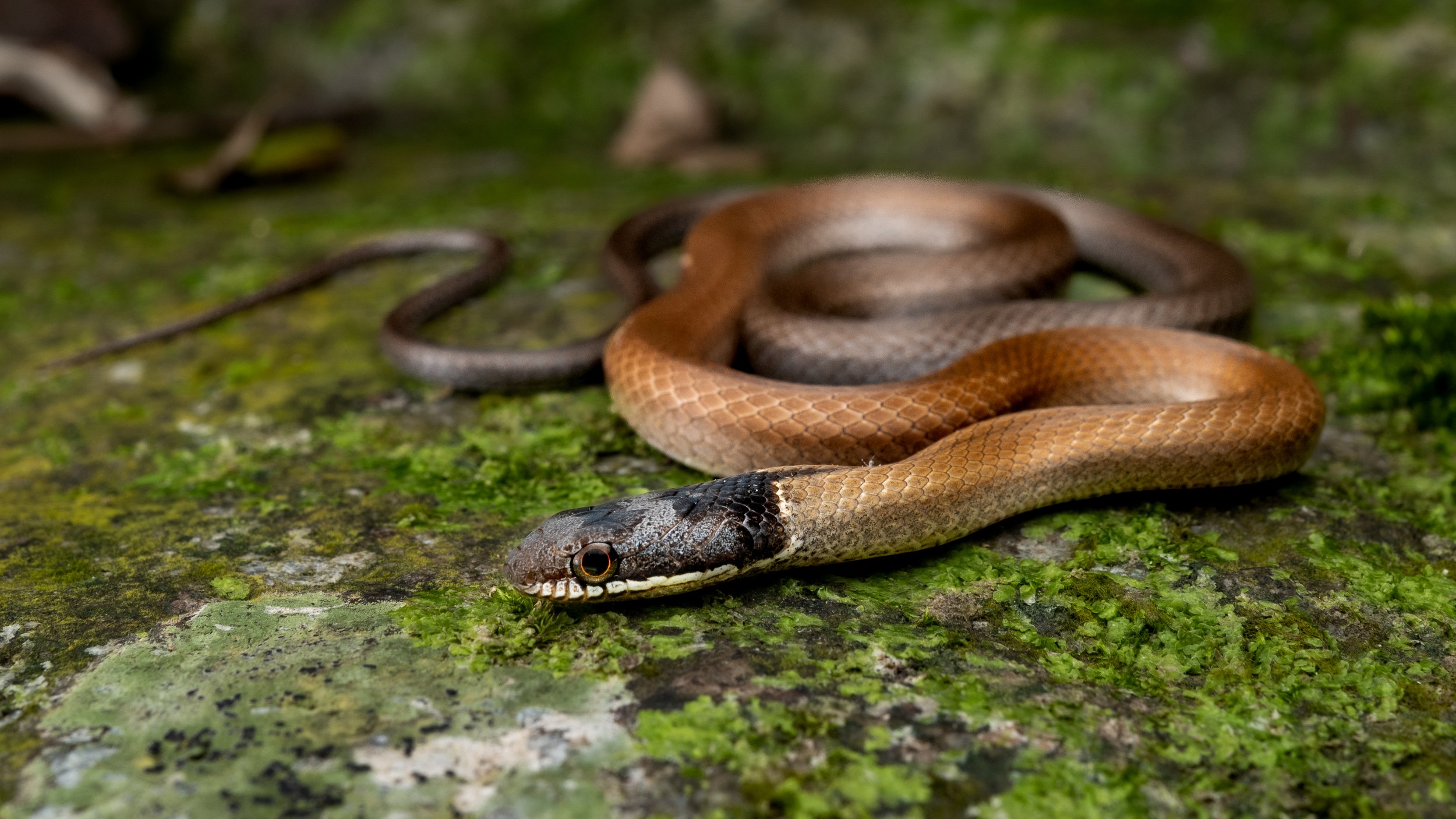 Chinese Mountain Snake - Sibynophis chinensis chinensis