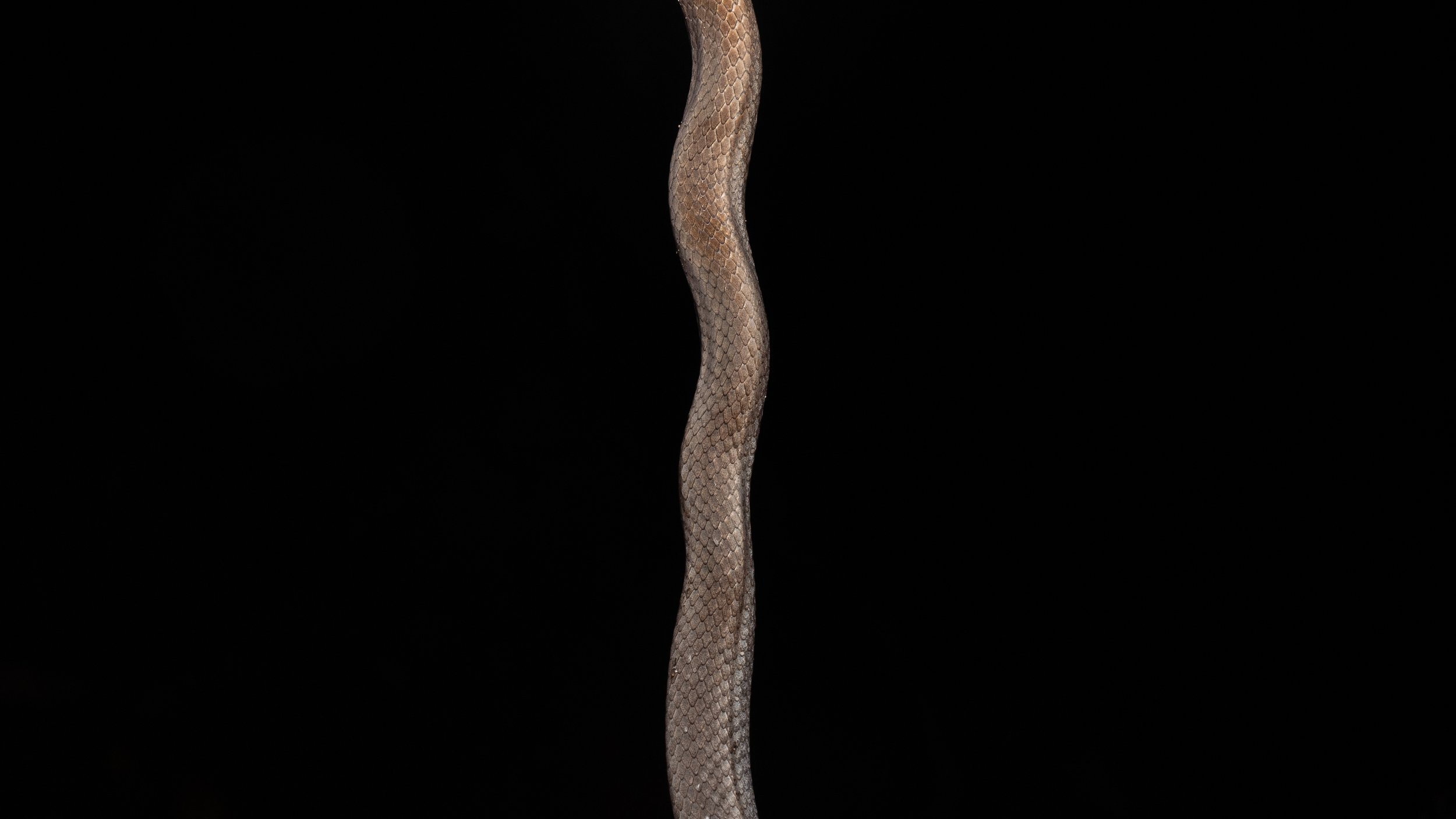 Chinese Mountain Snake - Sibynophis chinensis chinensis