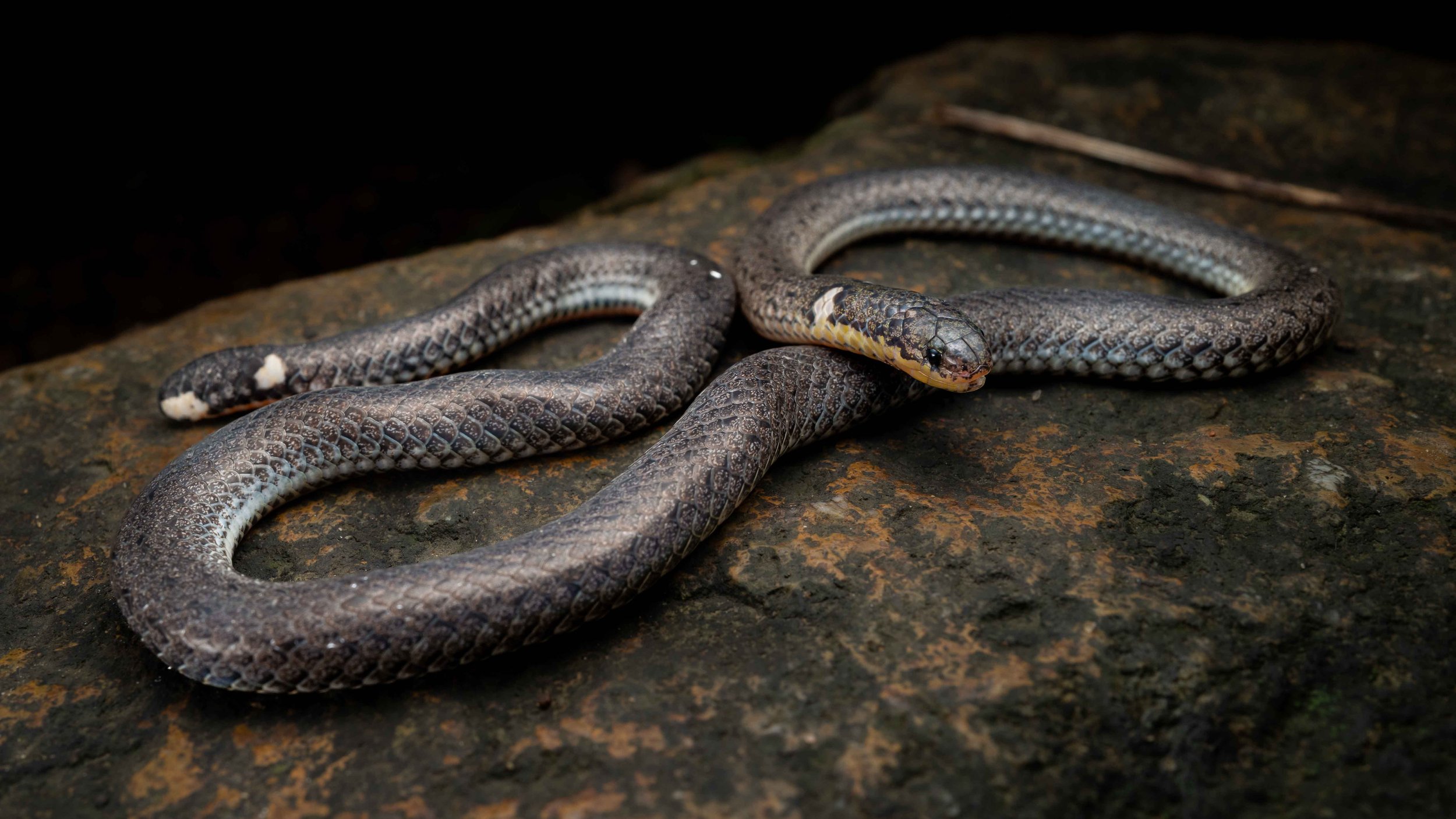 Northern Reed Snake - Calamaria septentrionalis