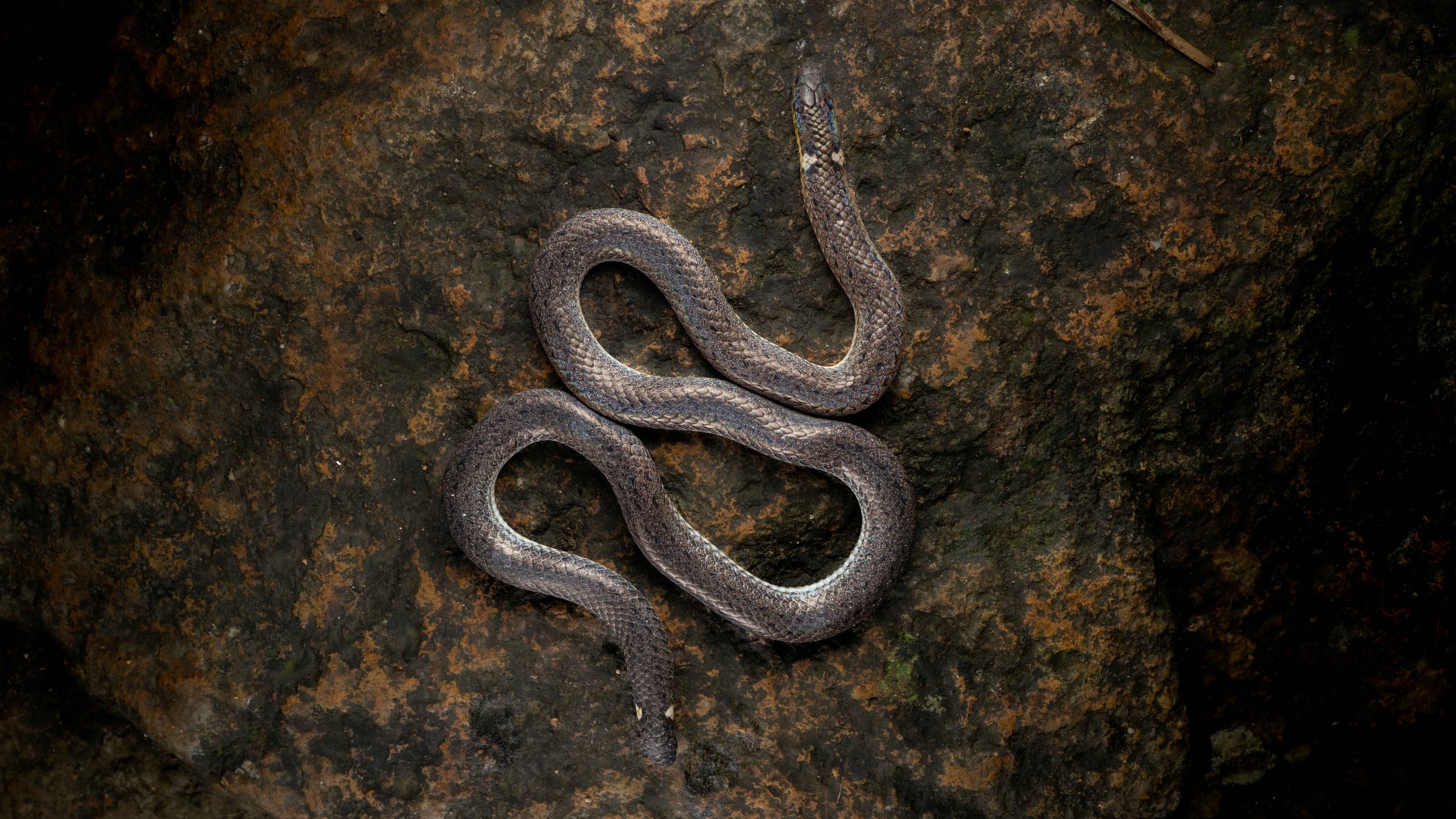 Northern Reed Snake - Calamaria septentrionalis