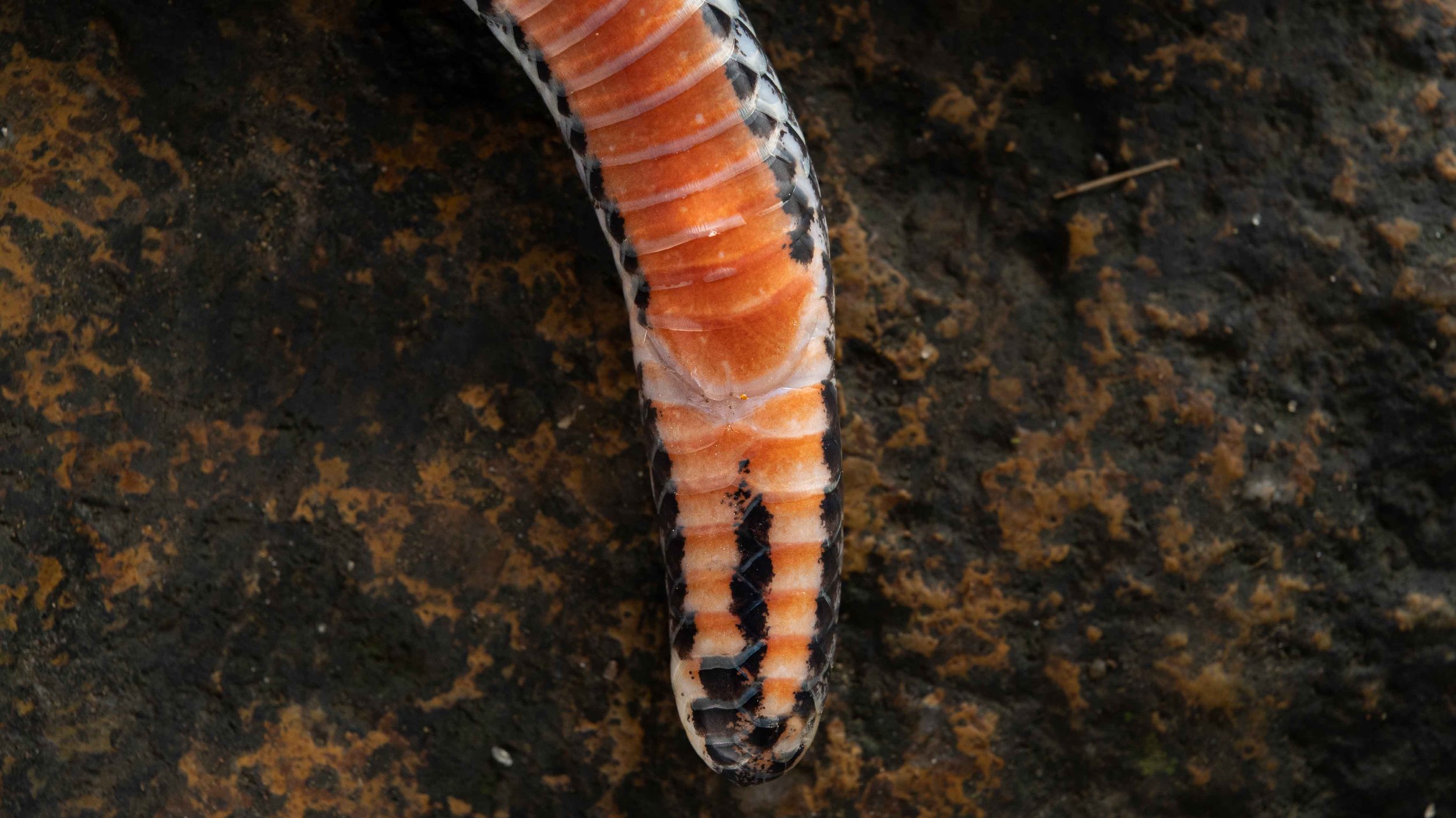 Northern Reed Snake - Calamaria septentrionalis