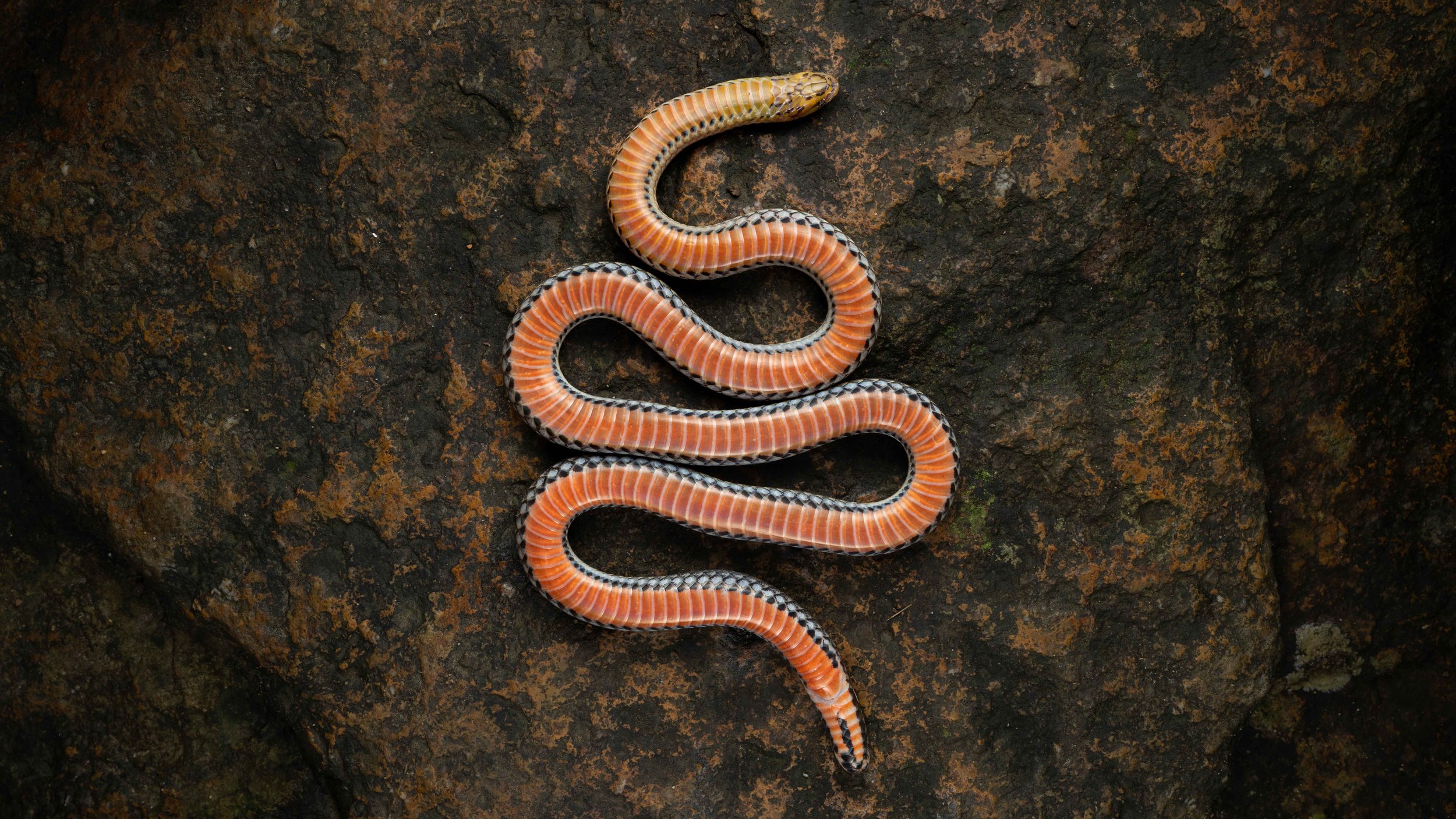 Northern Reed Snake - Calamaria septentrionalis