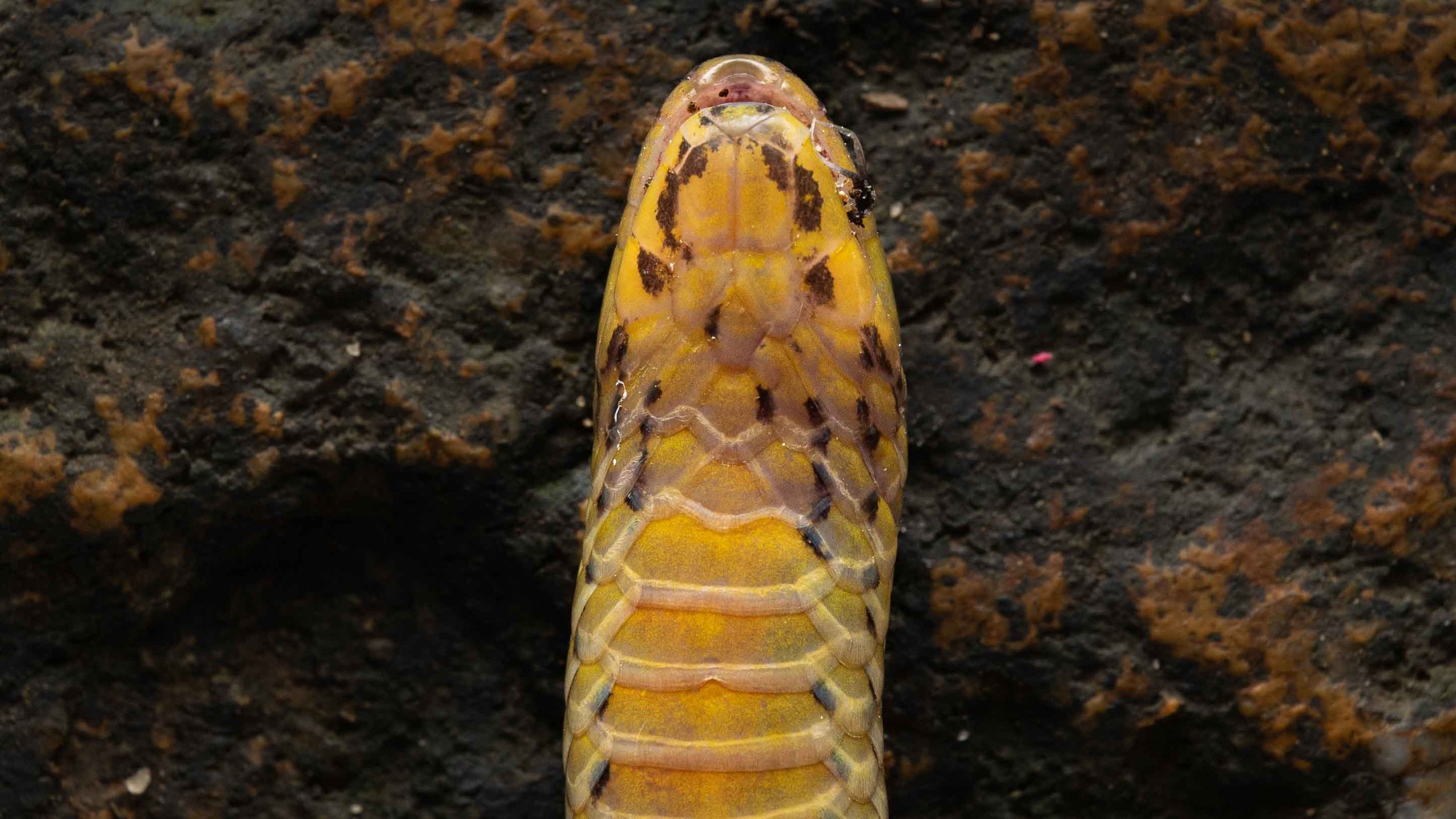 Northern Reed Snake - Calamaria septentrionalis