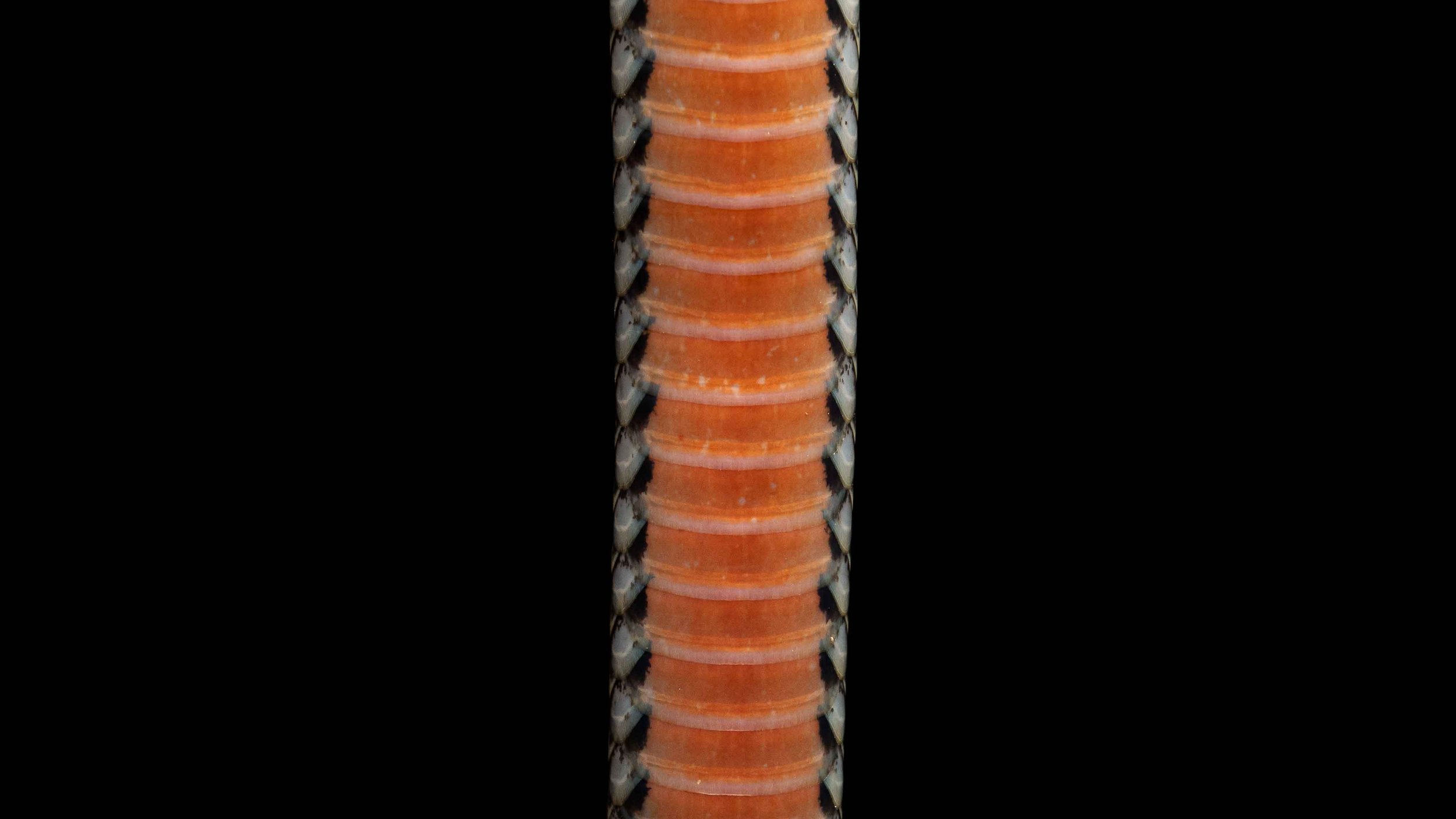 Northern Reed Snake - Calamaria septentrionalis