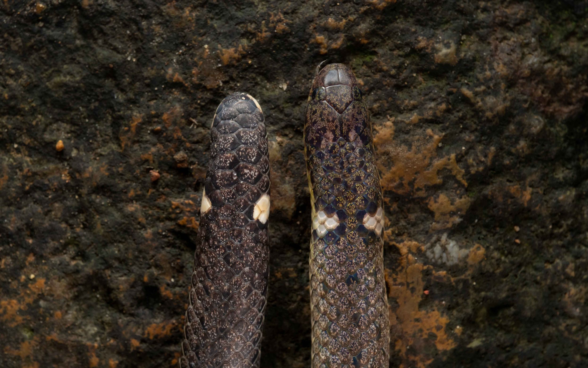 Northern Reed Snake - Calamaria septentrionalis