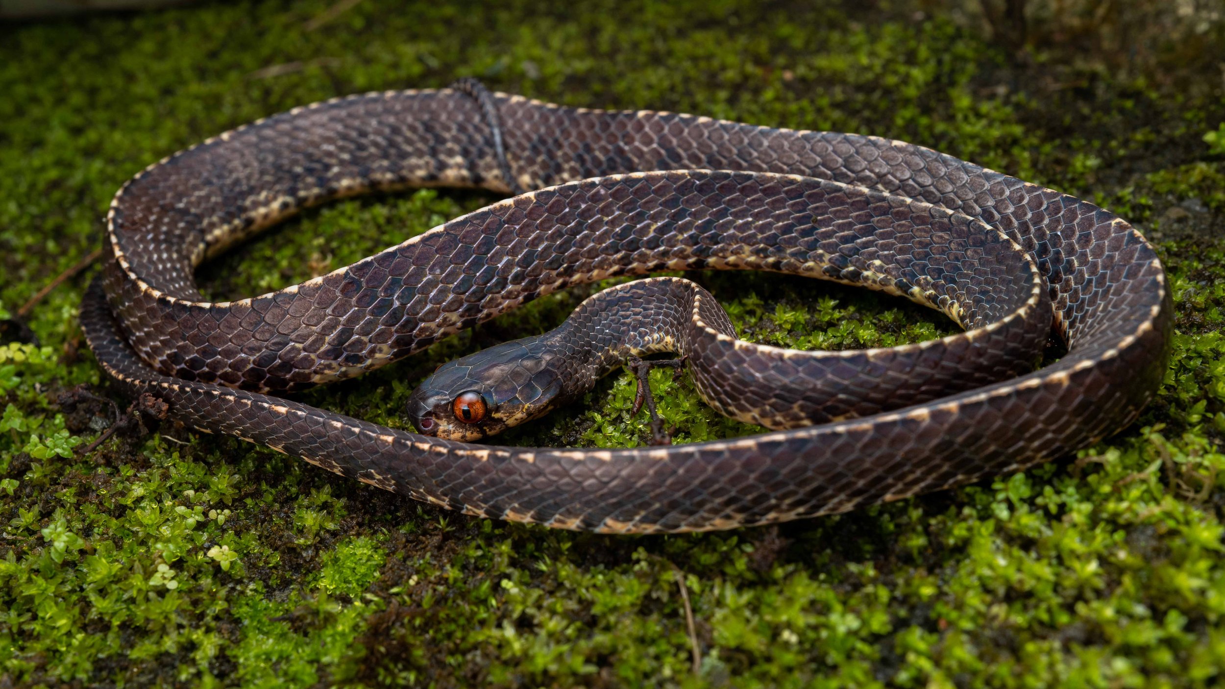 Mountain Slug Snake - Asthenodipsas vertebralis