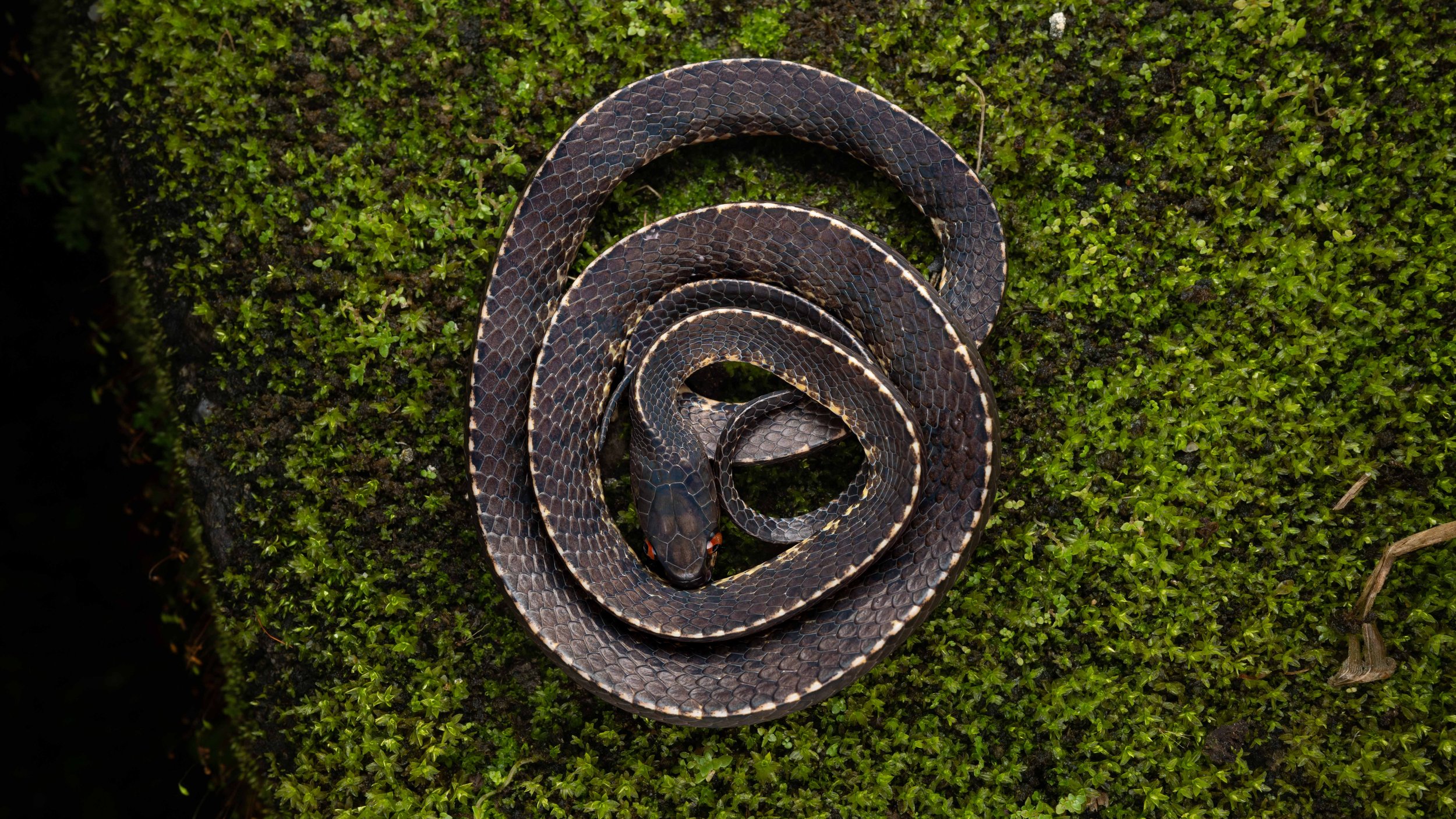 Mountain Slug Snake - Asthenodipsas vertebralis