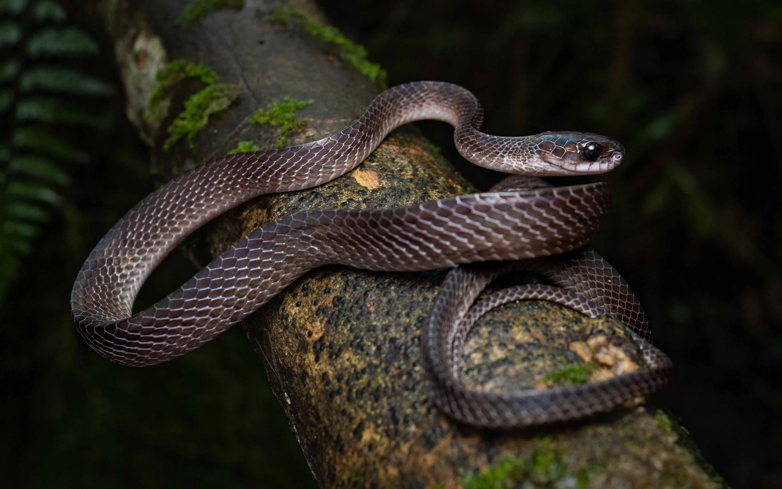 Mirkwood Forest Slug Snake - Asthenodipsas lasgalensis-6.jpg