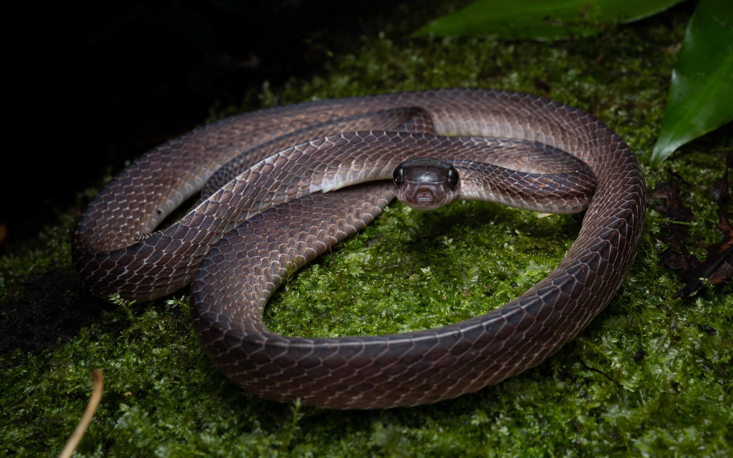Mirkwood Forest Slug Snake - Asthenodipsas lasgalenensis