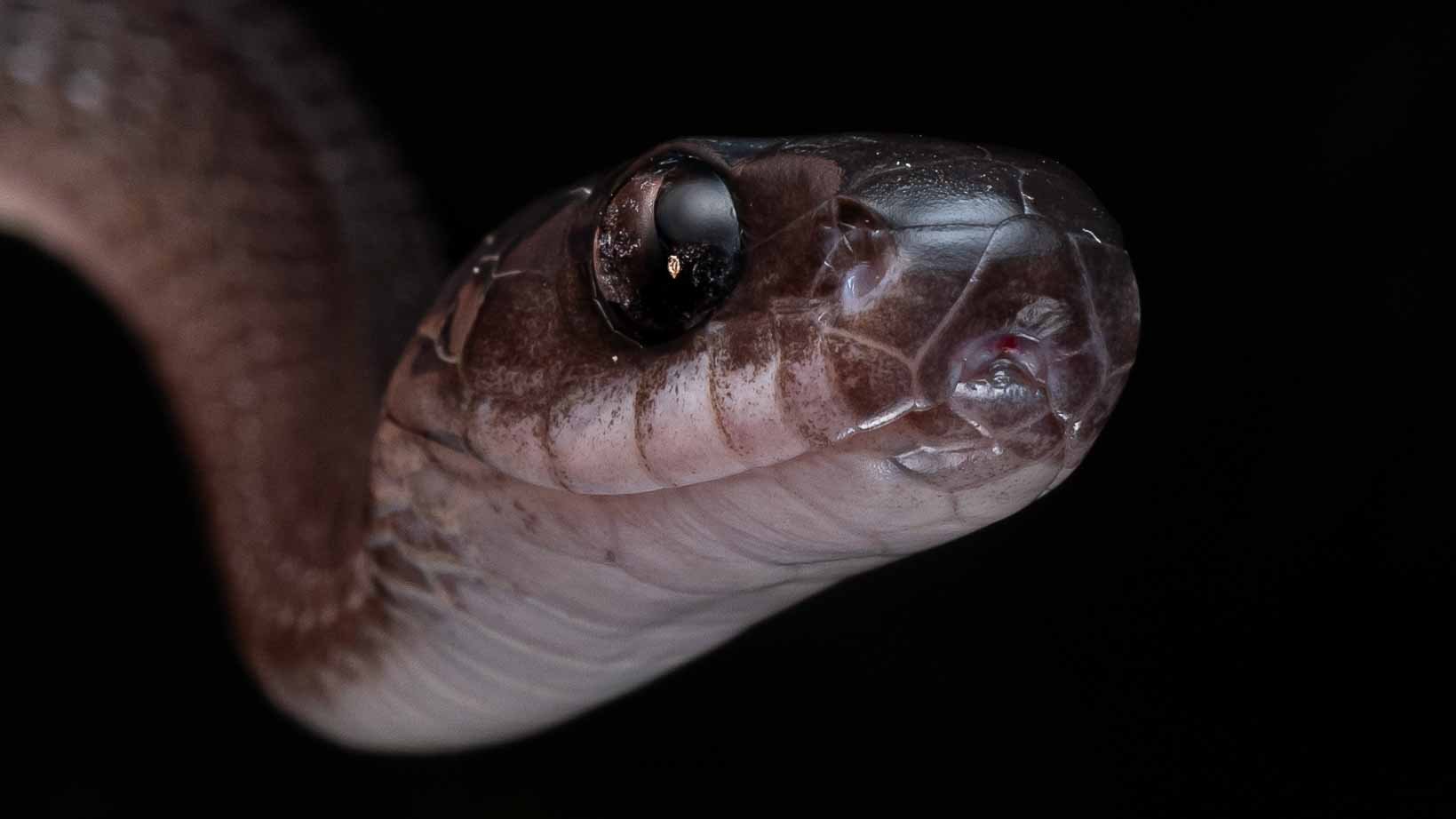 Mirkwood Forest Slug Snake - Asthenodipsas lasgalenensis