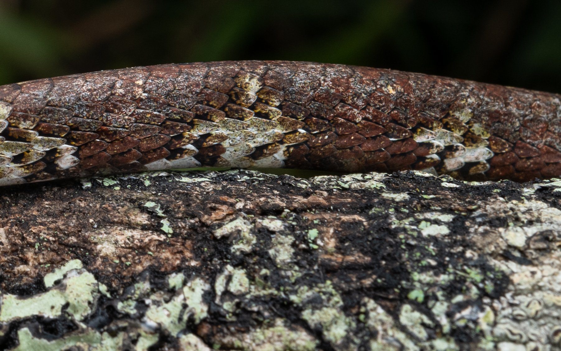 Blunt-headed Slug Snake - Aplopeltura boa